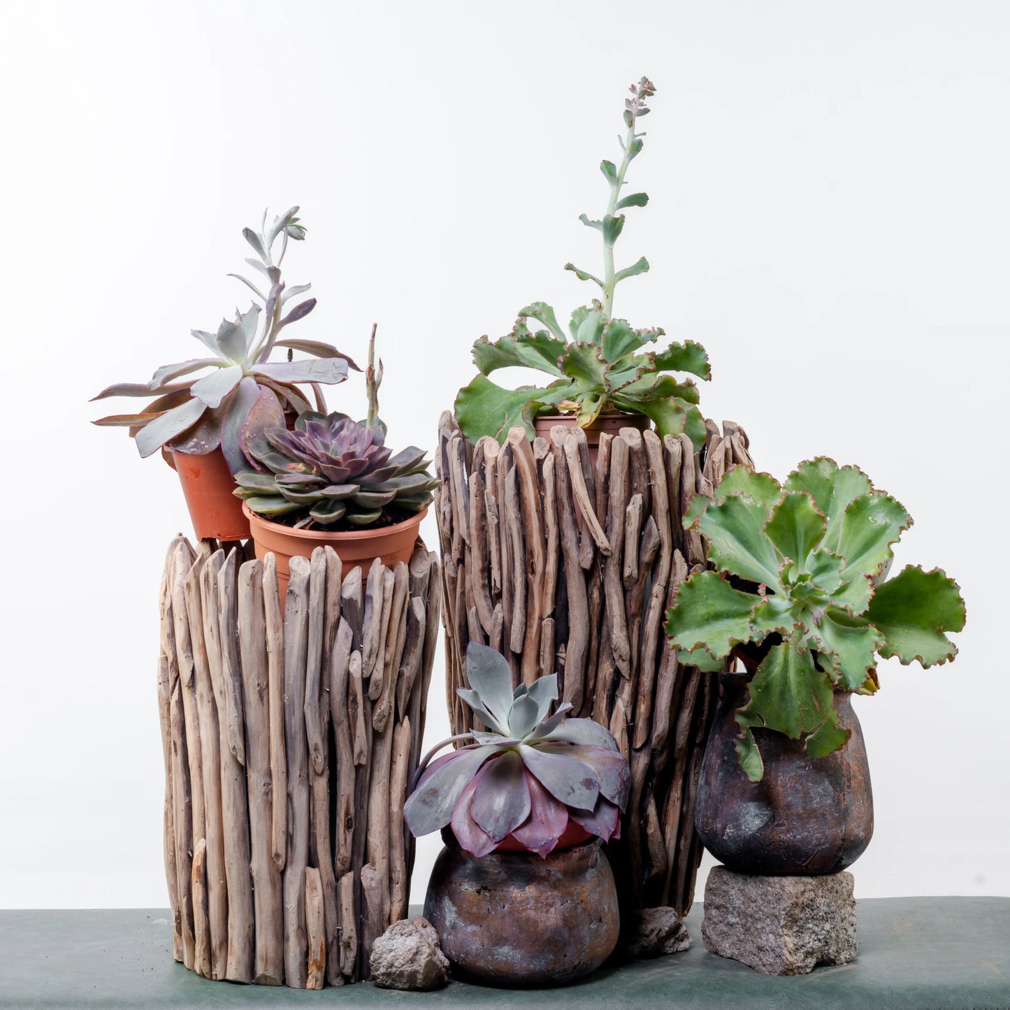 Echeveria Perle Von Nurnberg