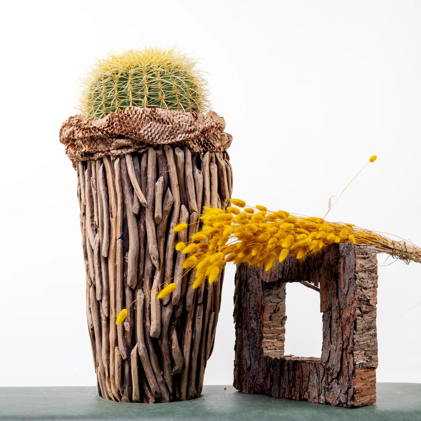 Echinocactus Grusonil