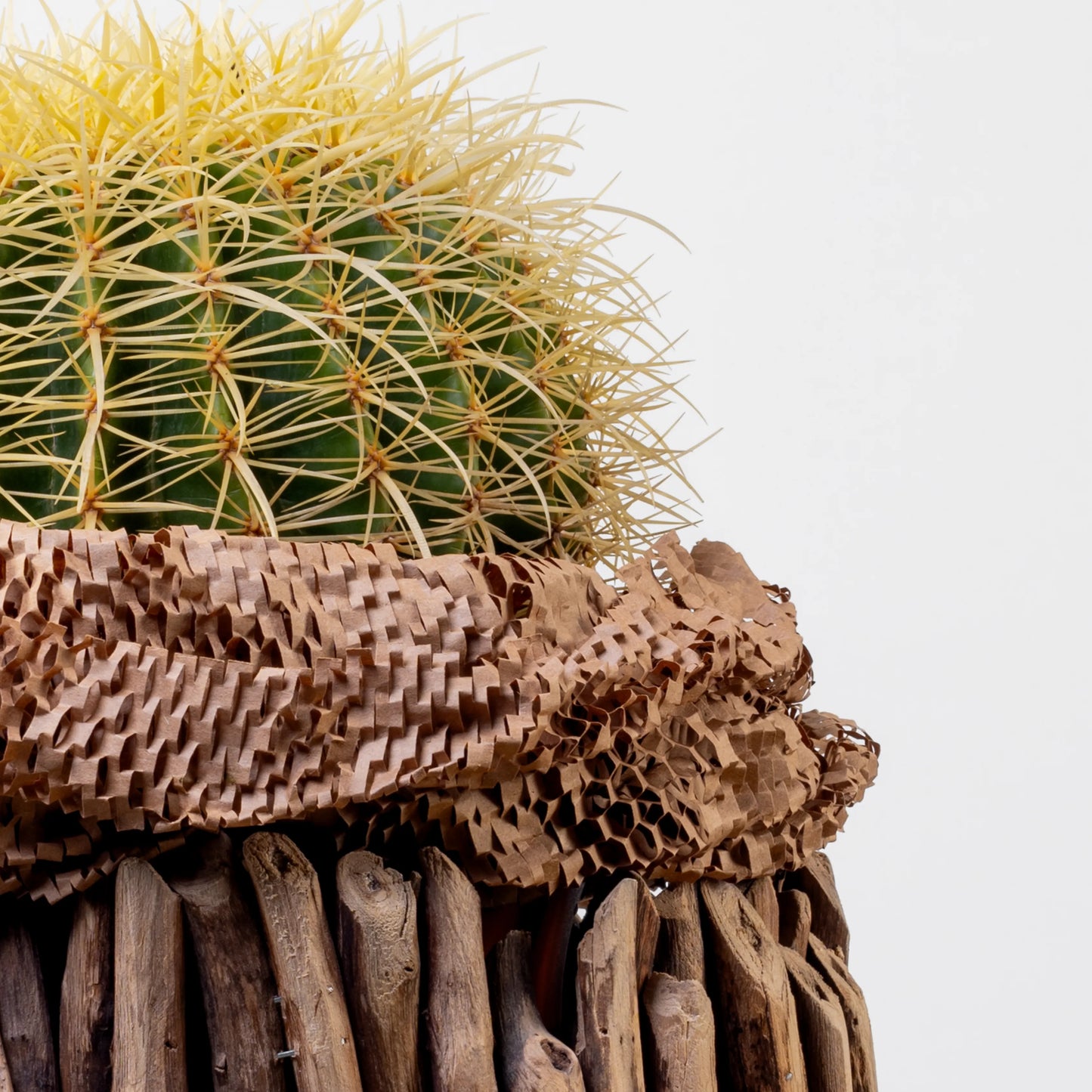 Echinocactus Grusonil