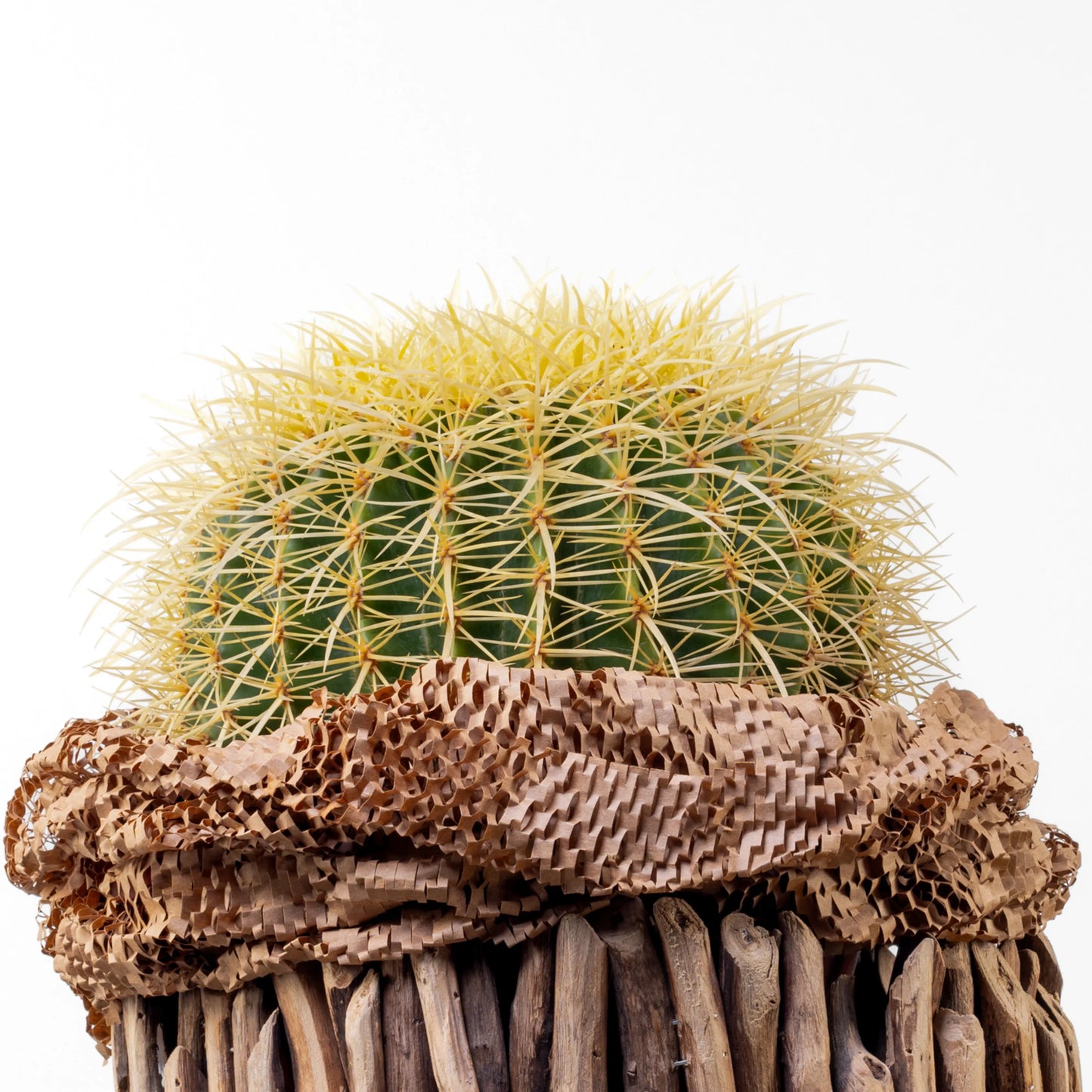 Echinocactus Grusonil