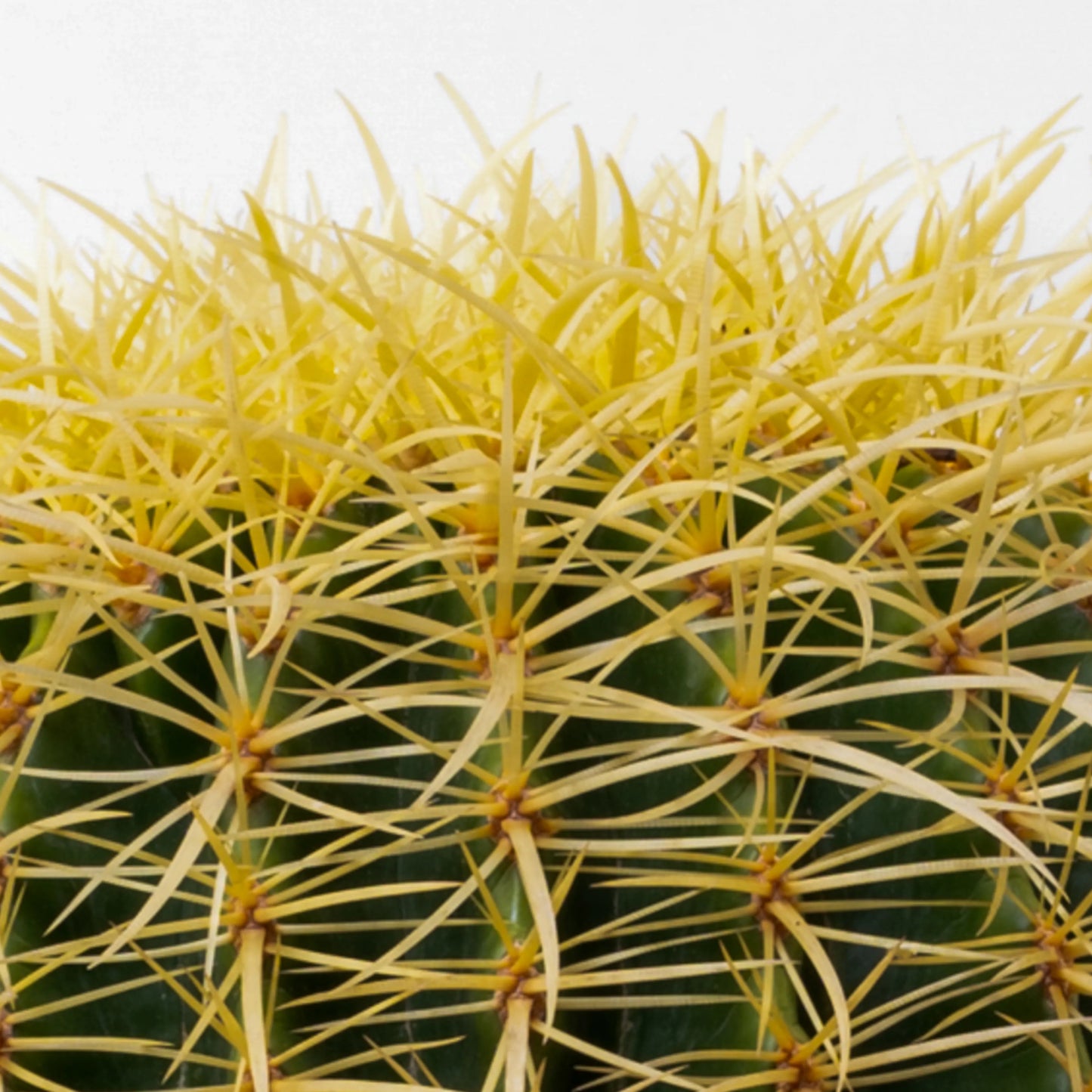 Echinocactus Grusonil