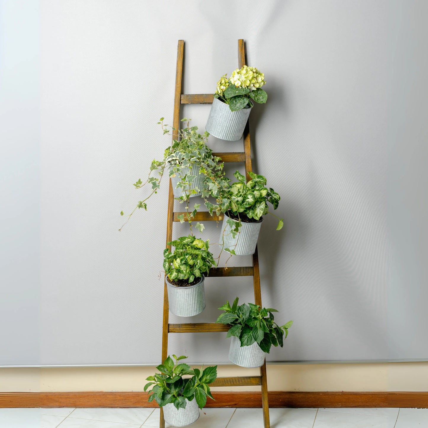 Escadote Natural Com Vasos Zinco