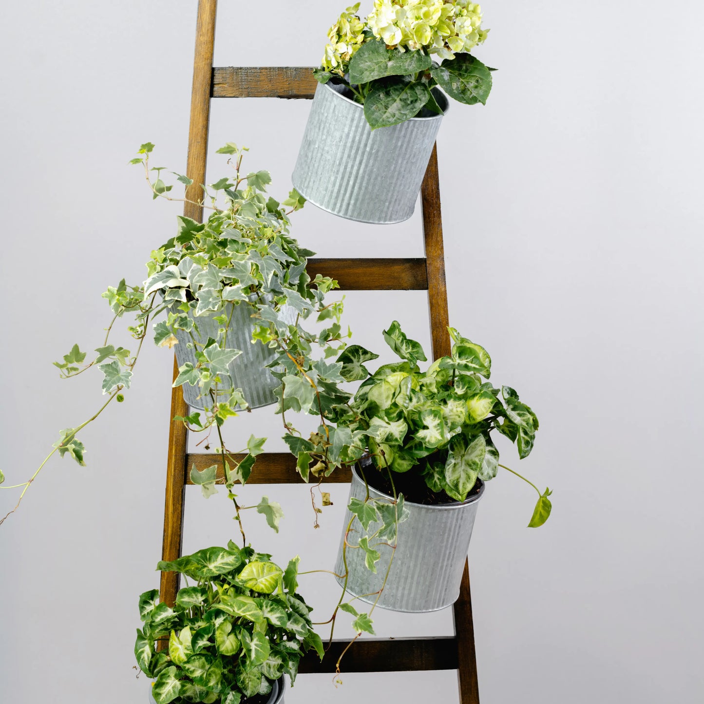 Escadote Natural Com Vasos Zinco