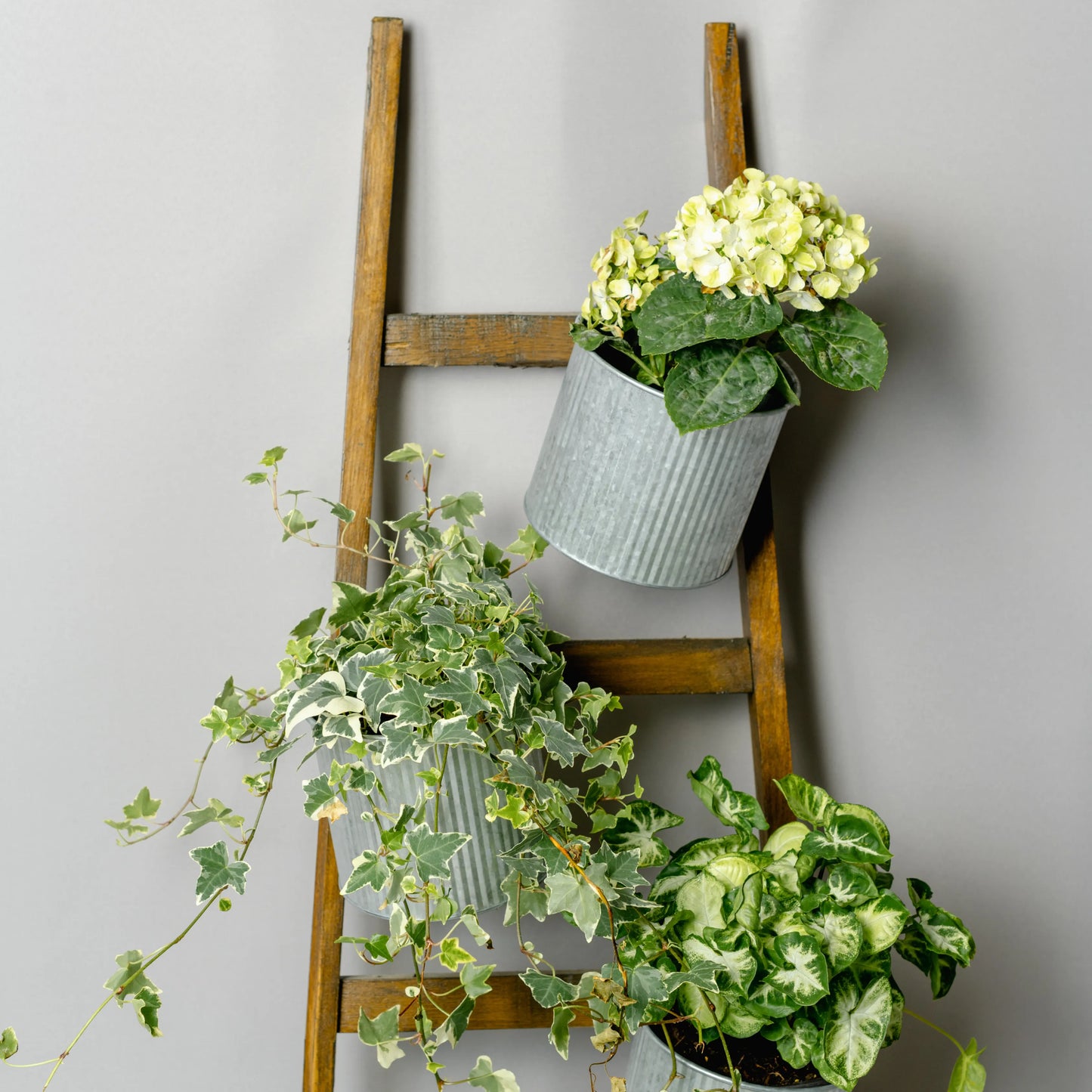 Escadote Natural Com Vasos Zinco