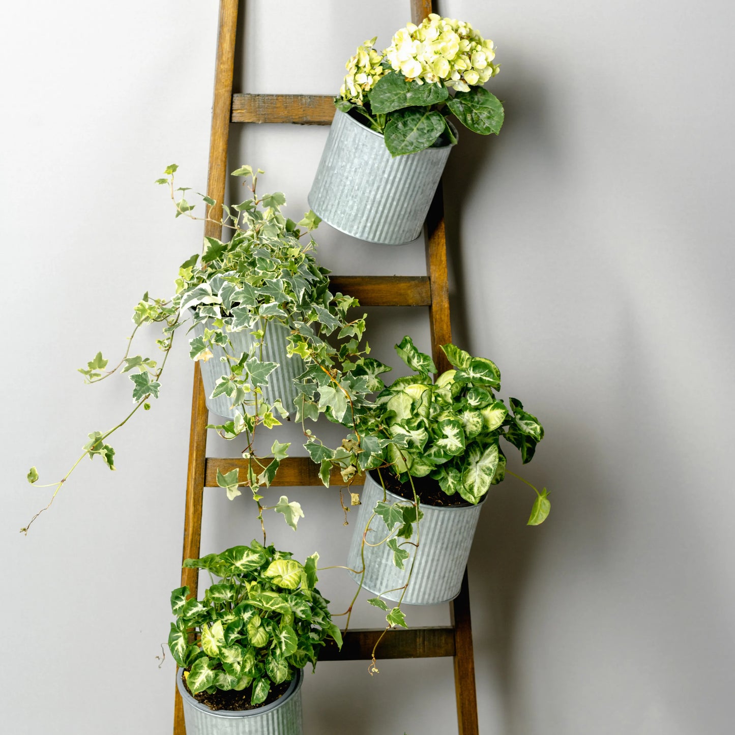 Escadote Natural Com Vasos Zinco