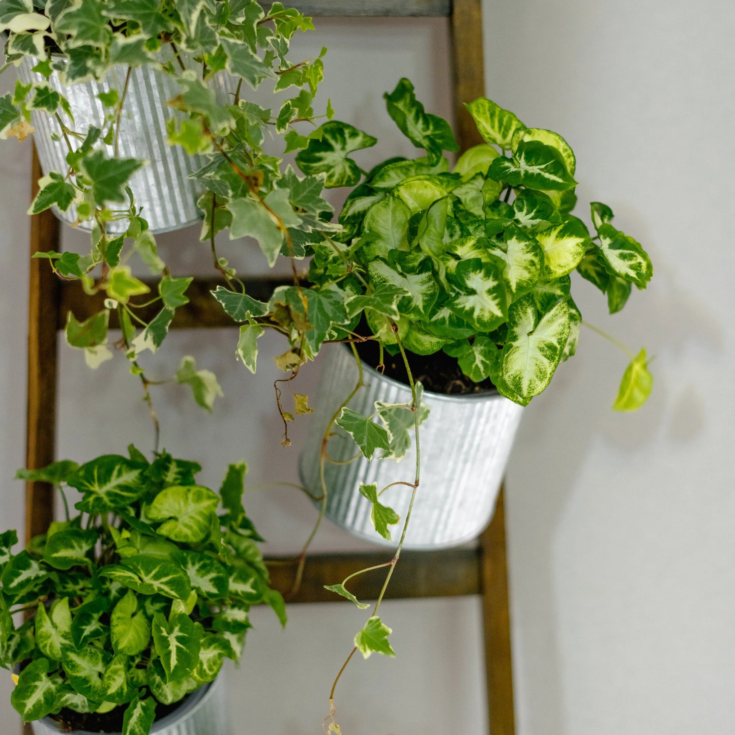 Escadote Natural Com Vasos Zinco