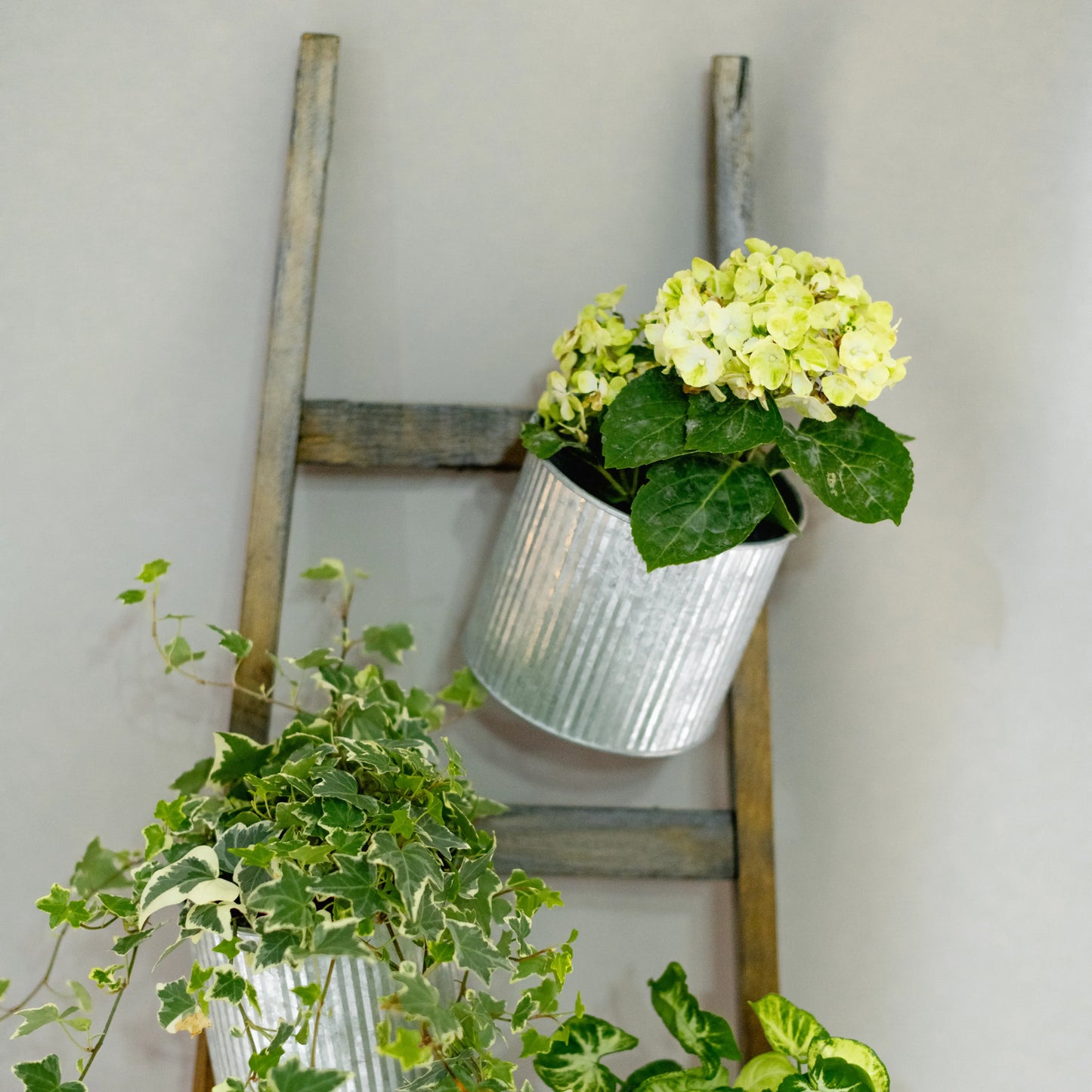 Escadote Natural Com Vasos Zinco