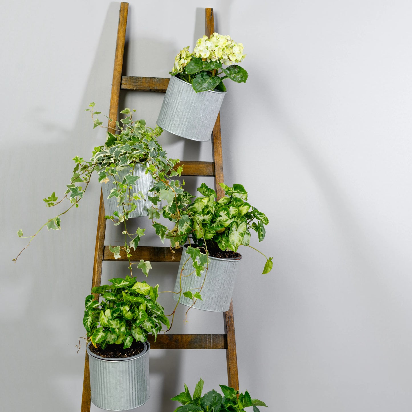 Escadote Natural Com Vasos Zinco