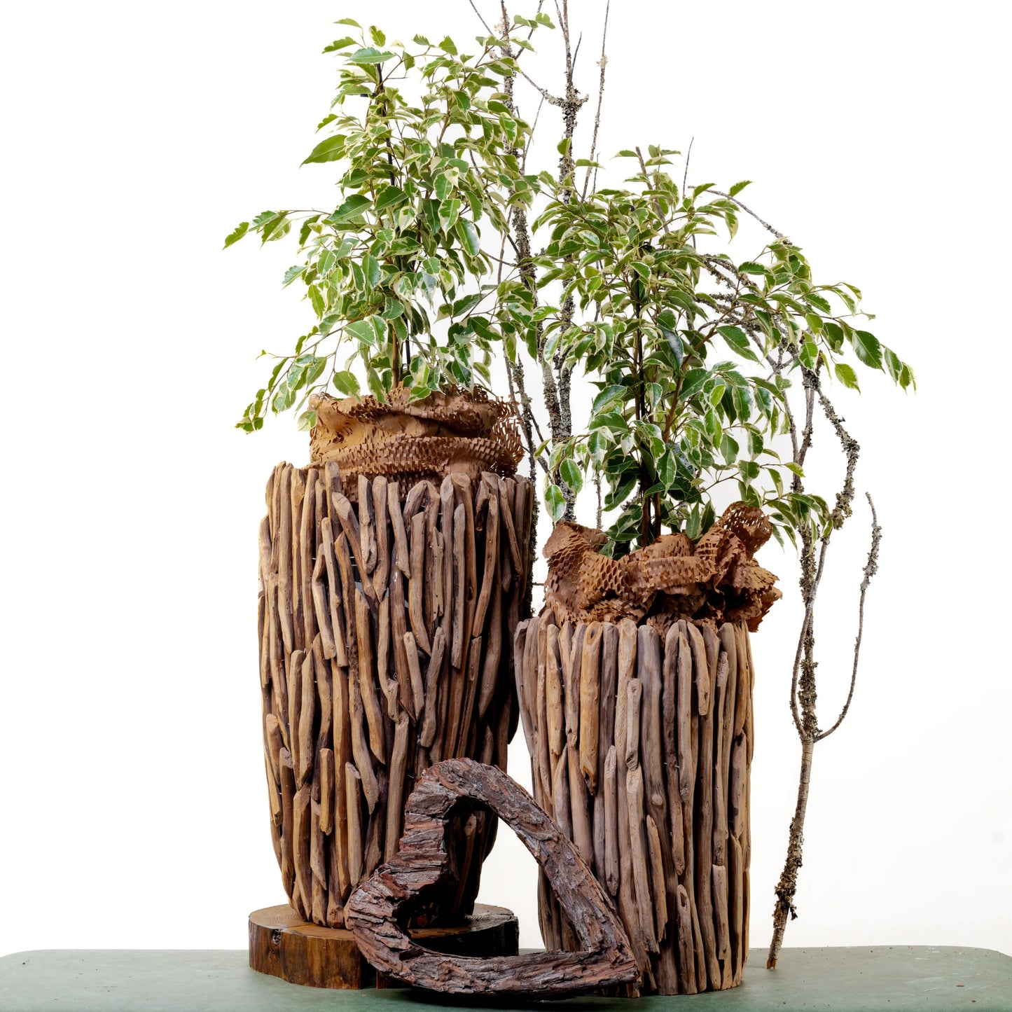 Ficus Benjamin Twilight