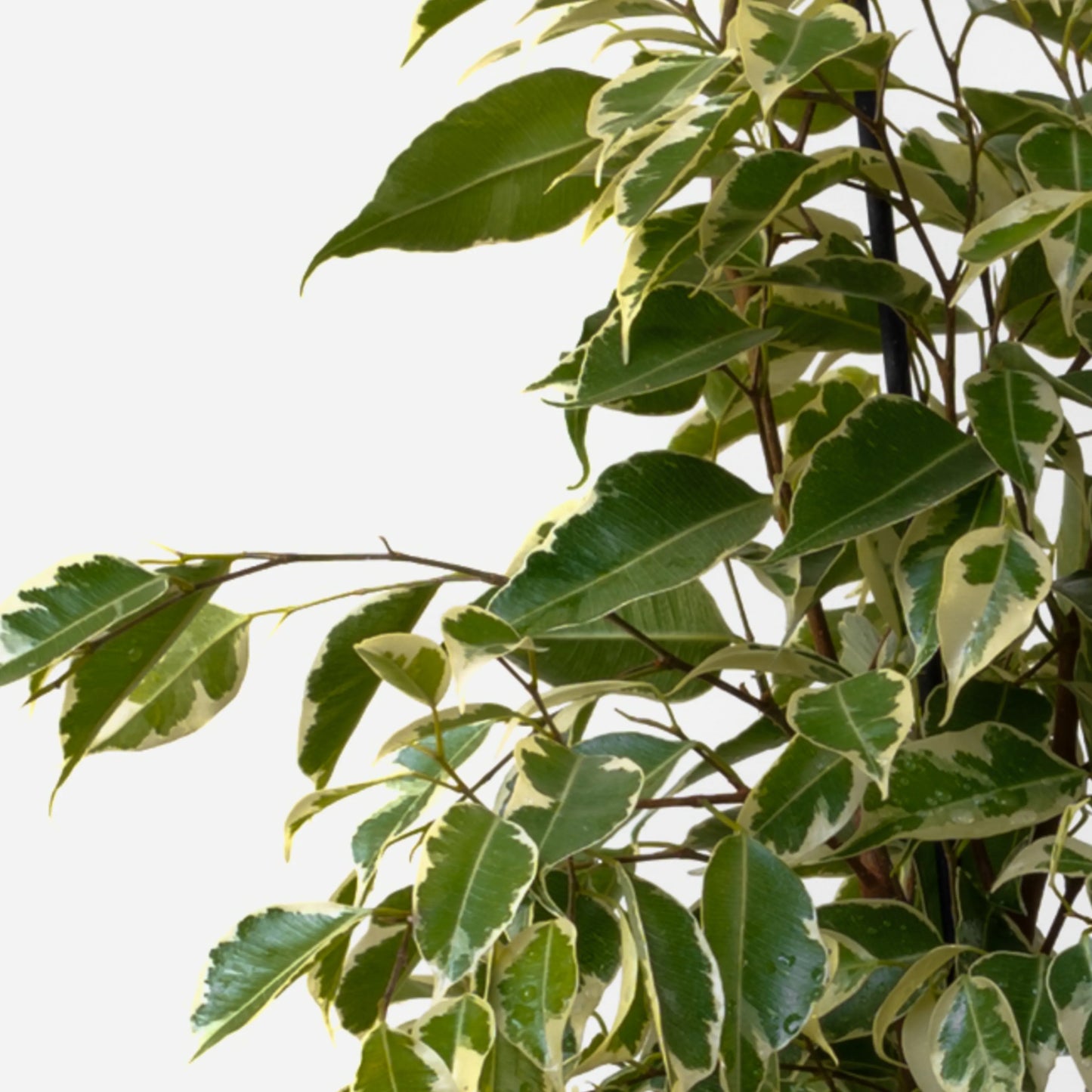 Ficus Benjamin Twilight