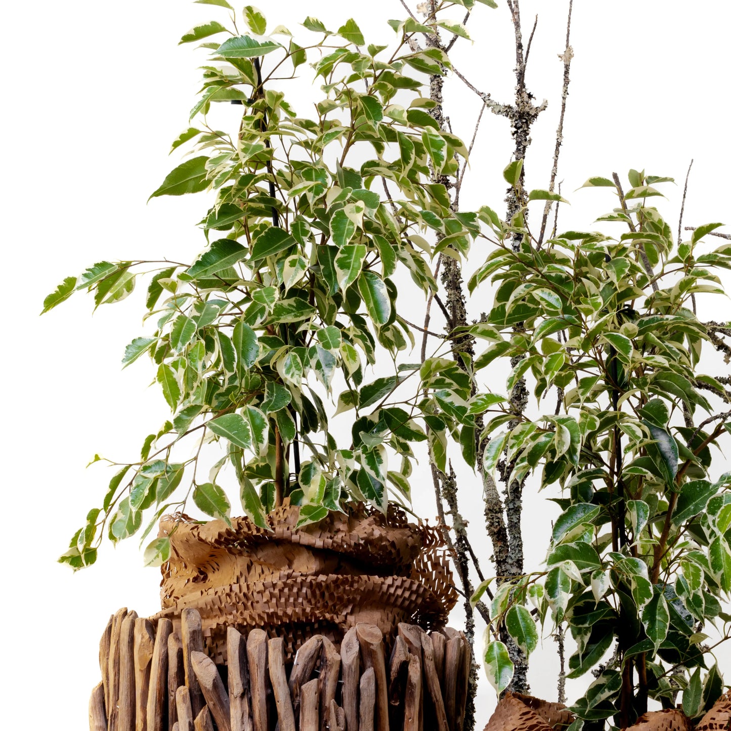 Ficus Benjamin Twilight