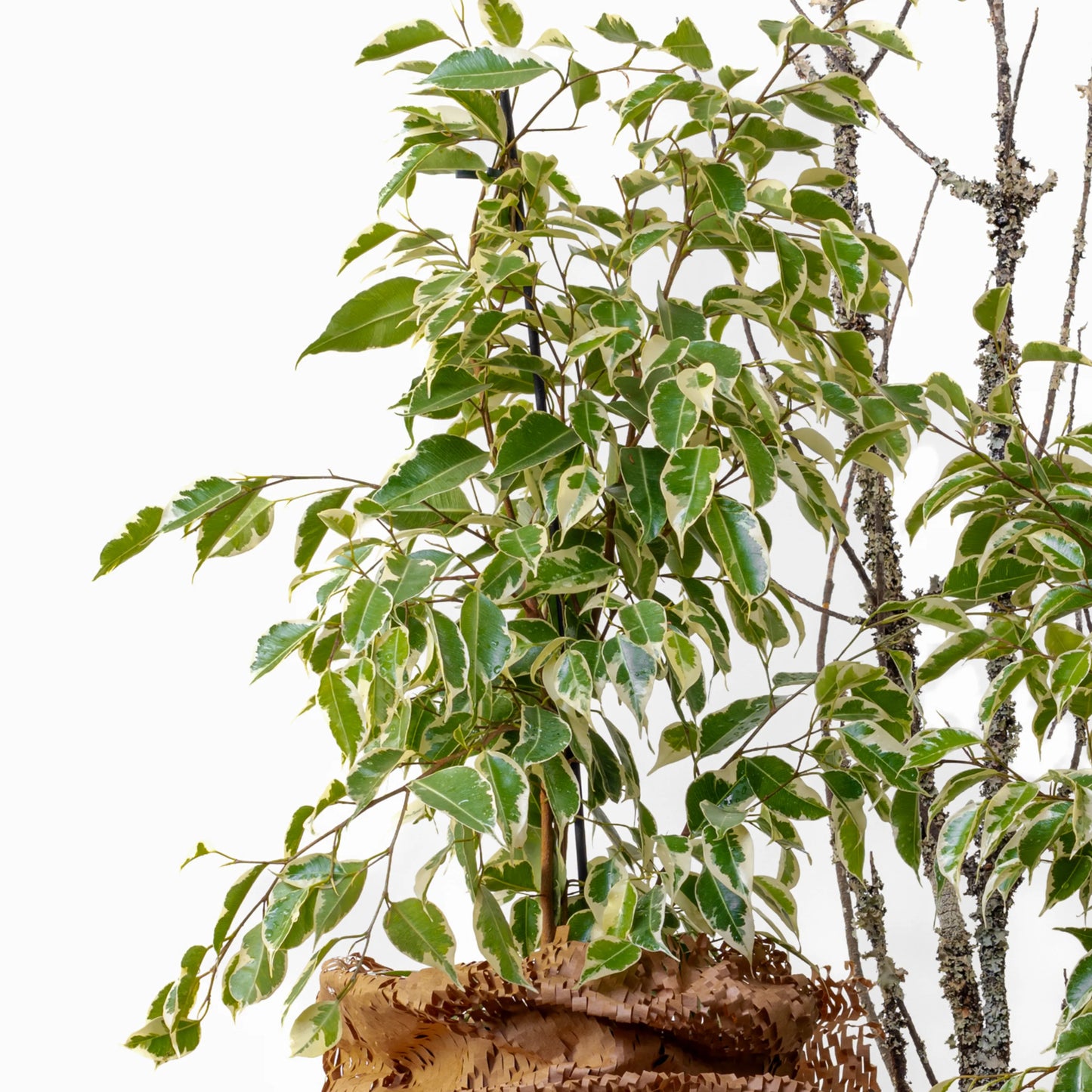 Ficus Benjamin Twilight