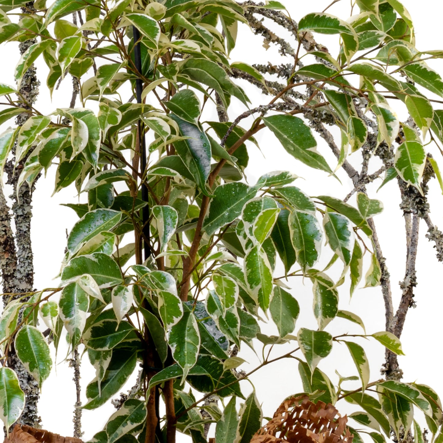 Ficus Benjamin Twilight