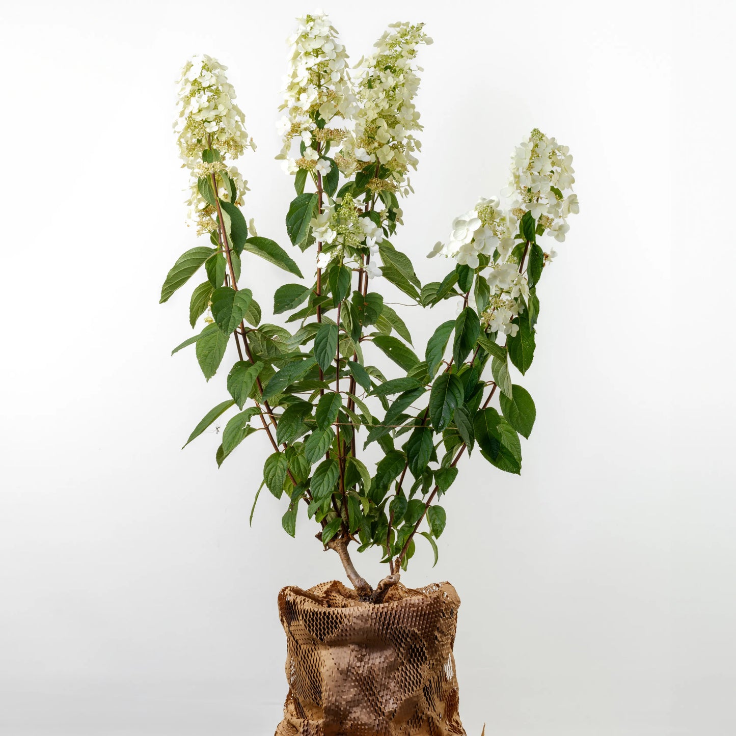 Hydrangea Paniculata