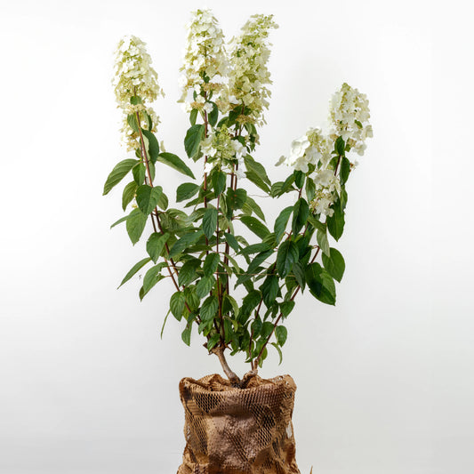 Hydrangea Paniculata