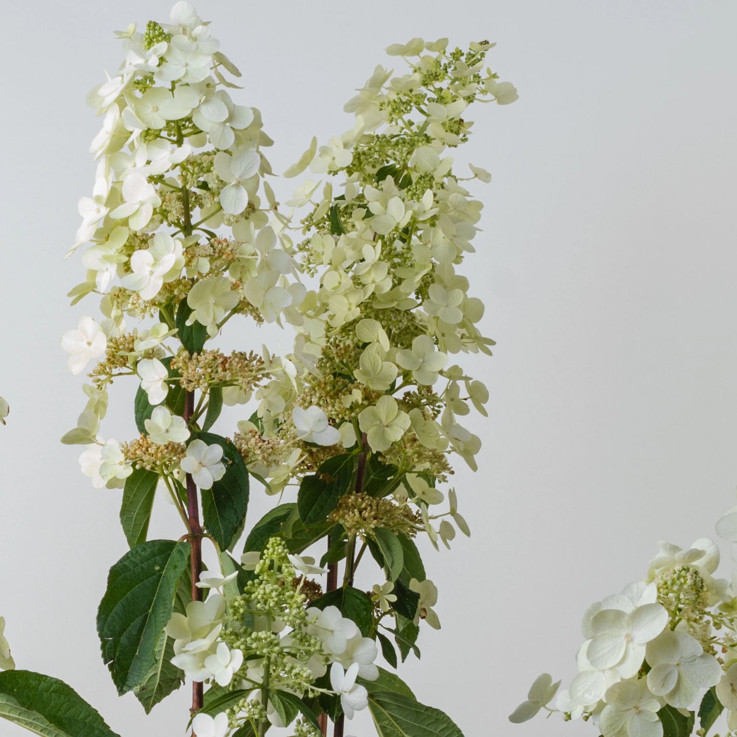 Hydrangea Paniculata