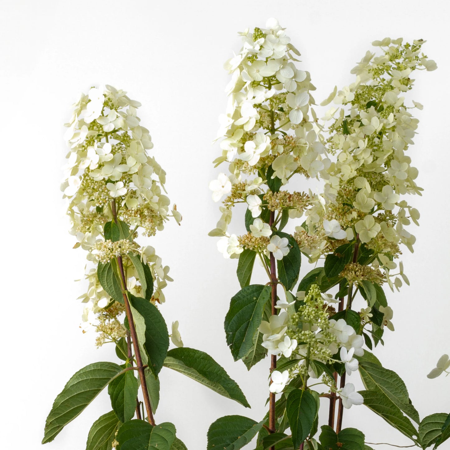 Hydrangea Paniculata
