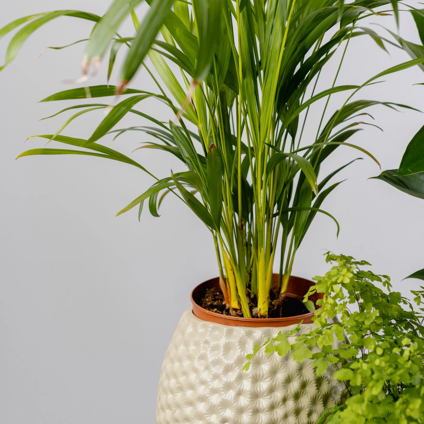 Jarra Flores Afundadas