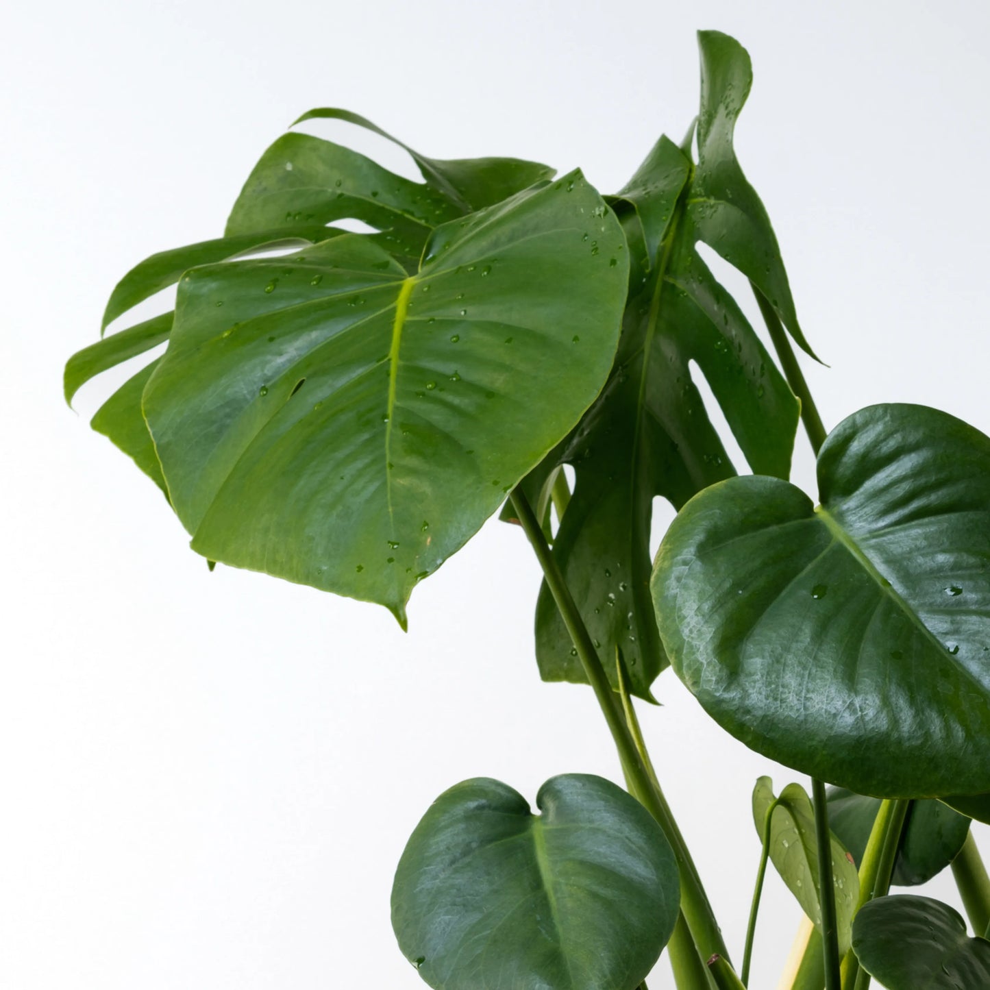 Monstera Deliciosa