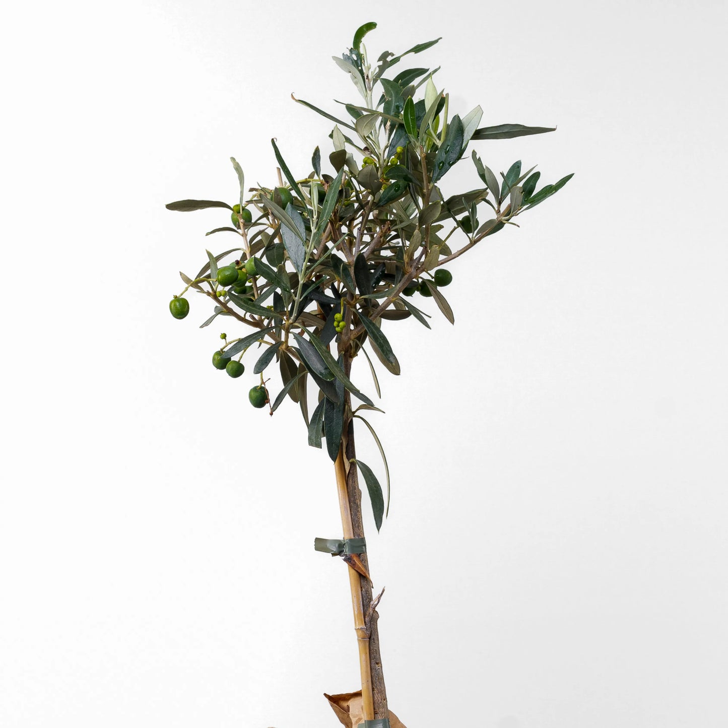 Oliveira Europea Bola