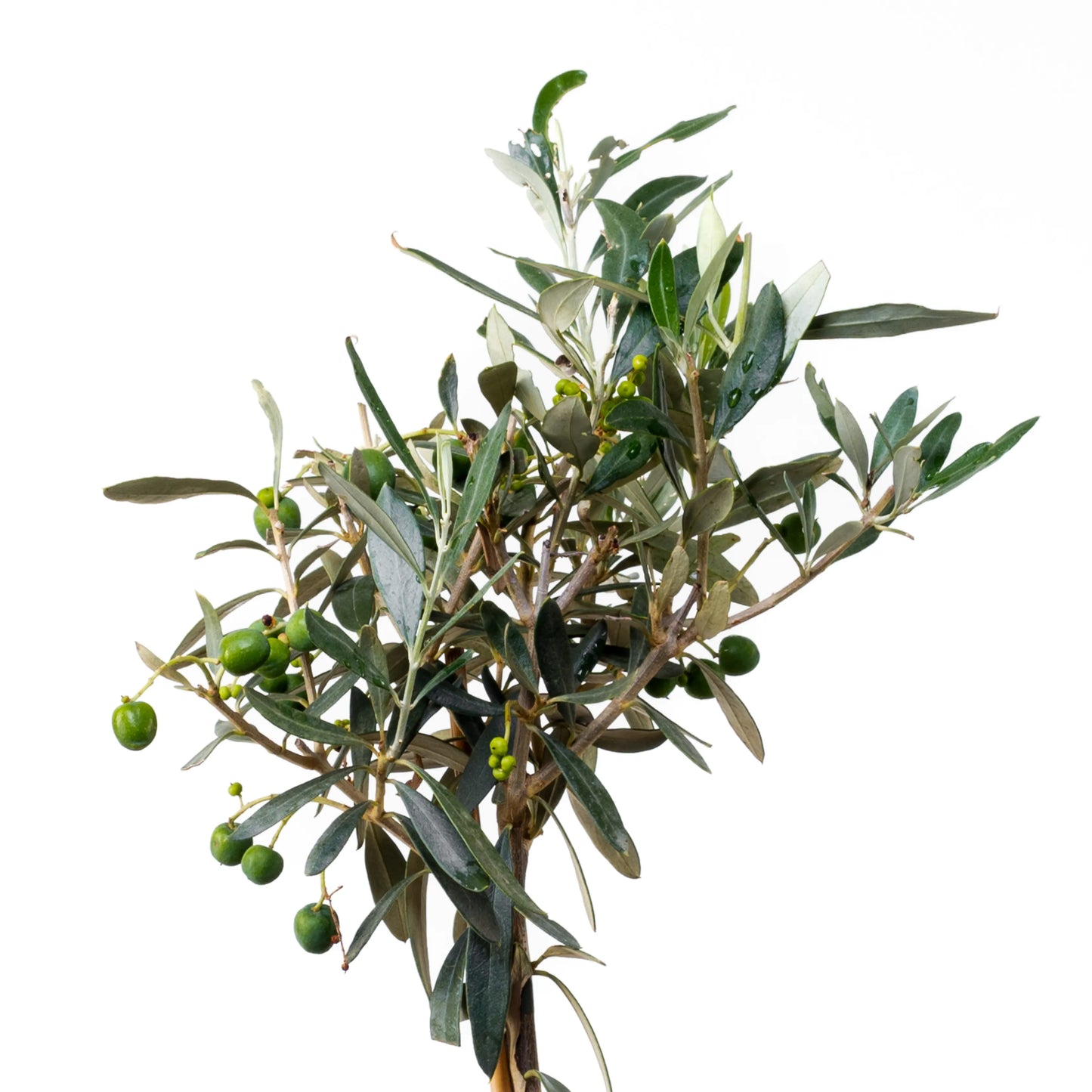 Oliveira Europea Bola