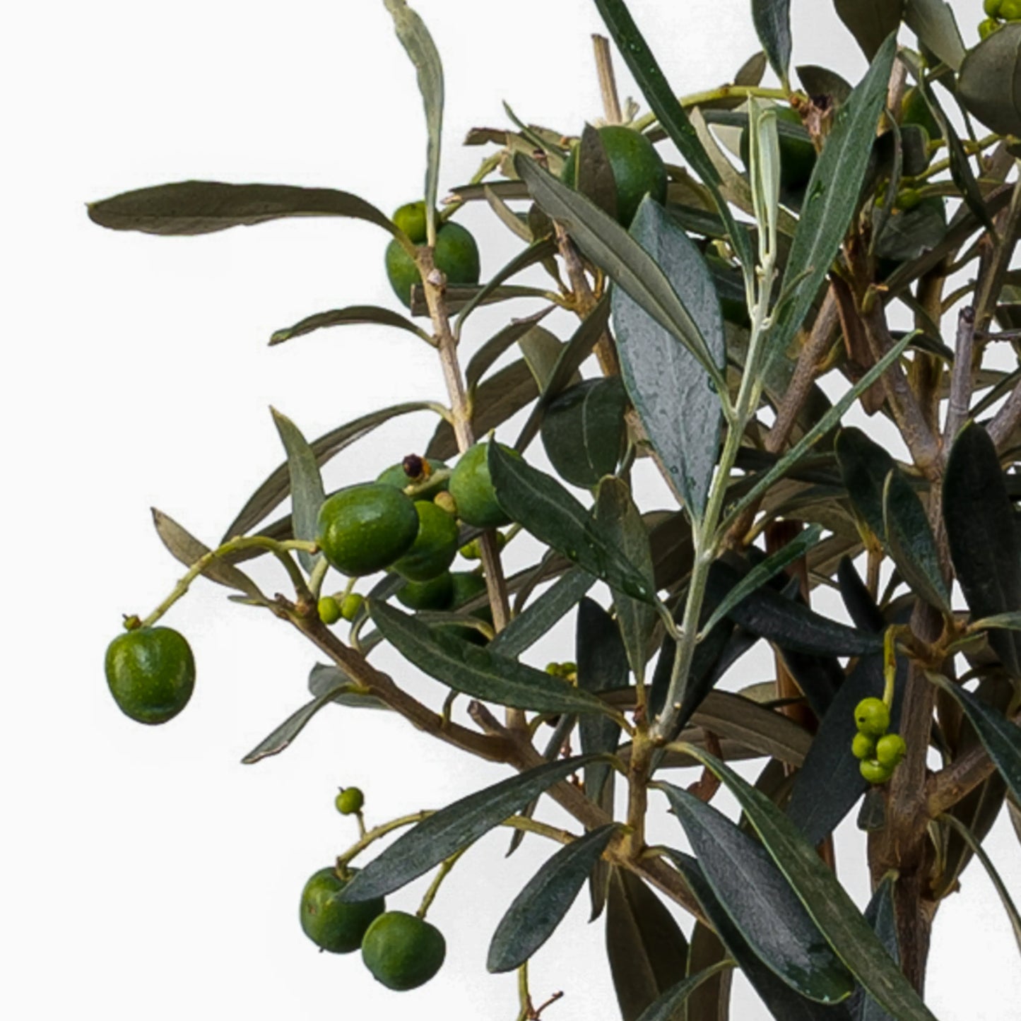 Oliveira Europea Bola