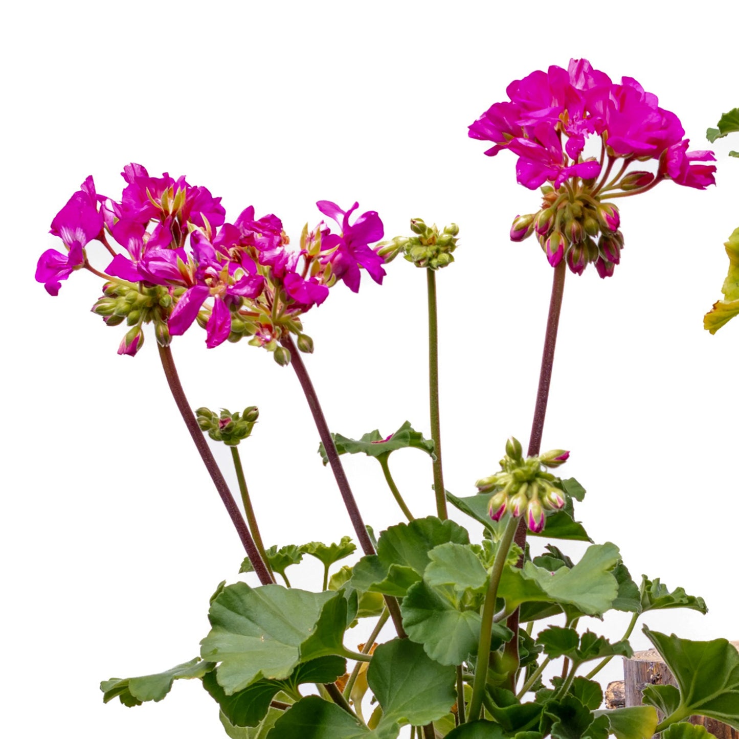 Pelargonium Zonale