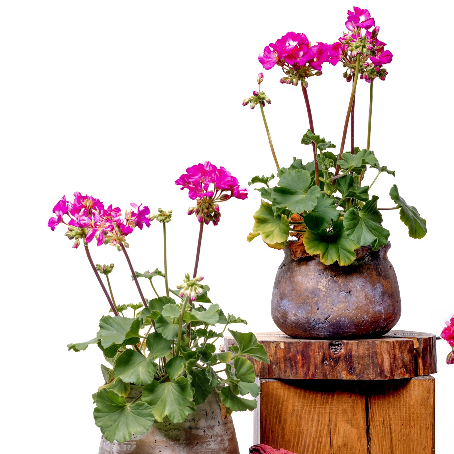 Pelargonium Zonale