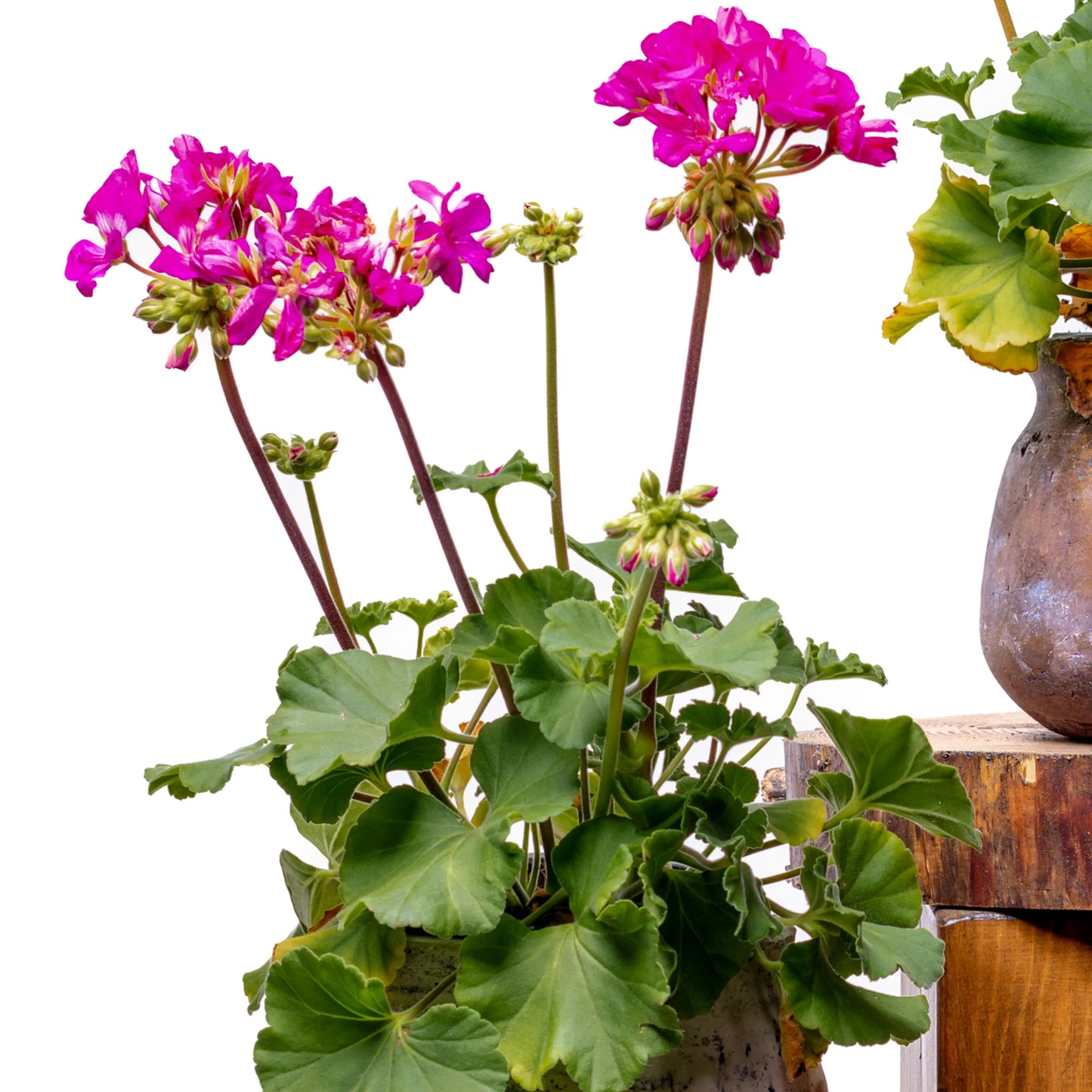Pelargonium Zonale