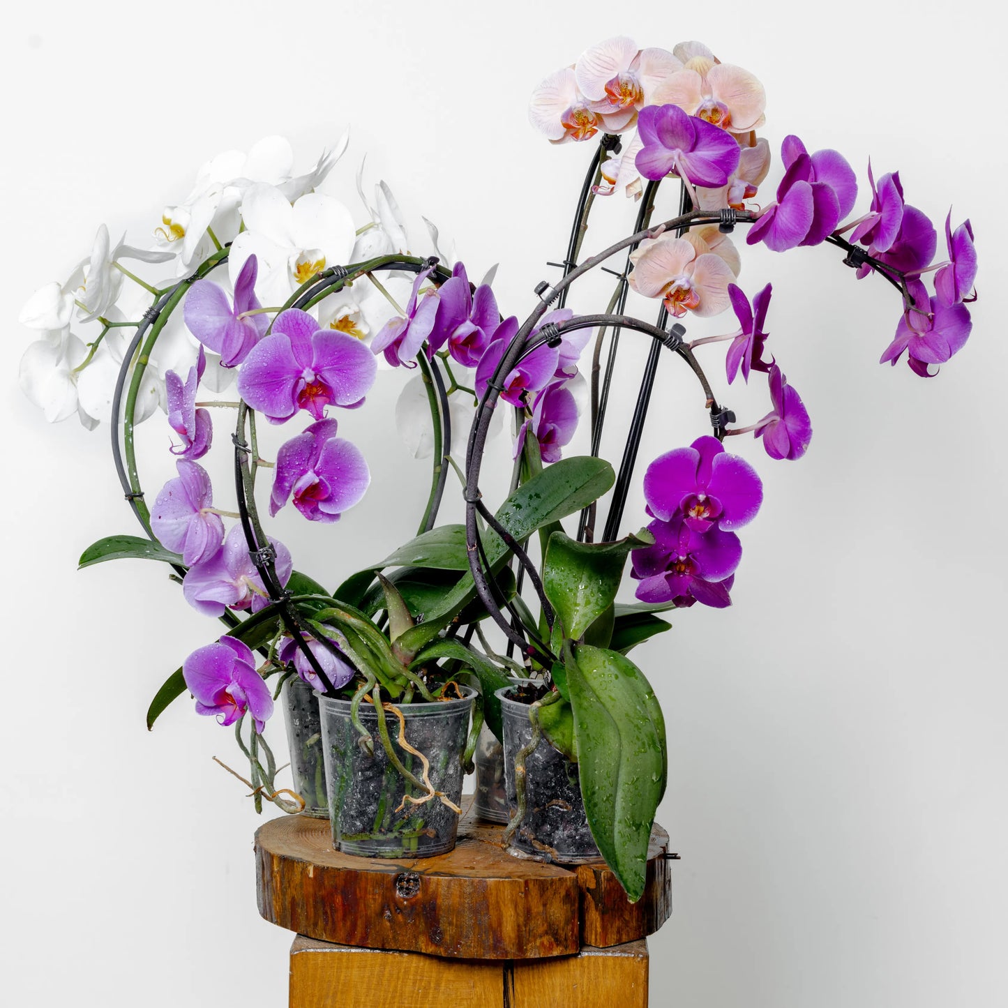 Phalaenopsis Cascade
