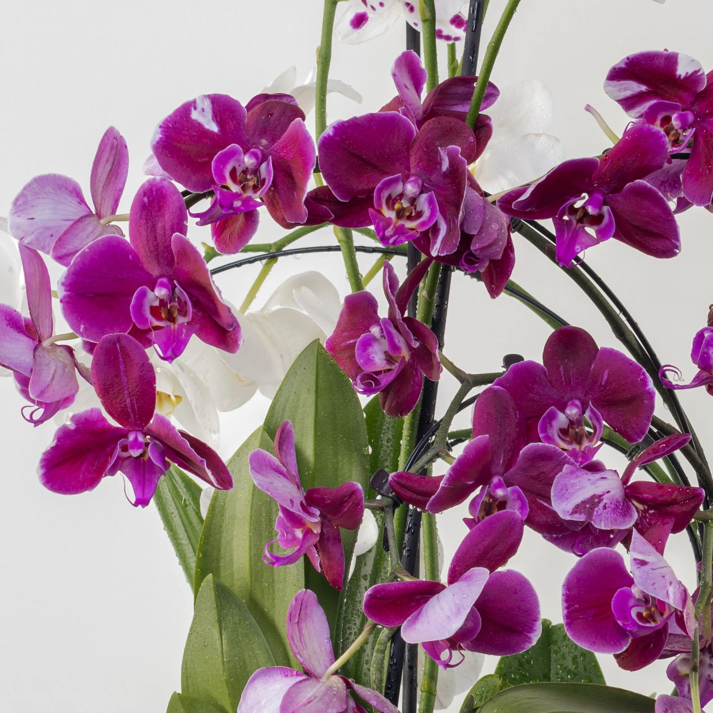 Phalaenopsis Cascade