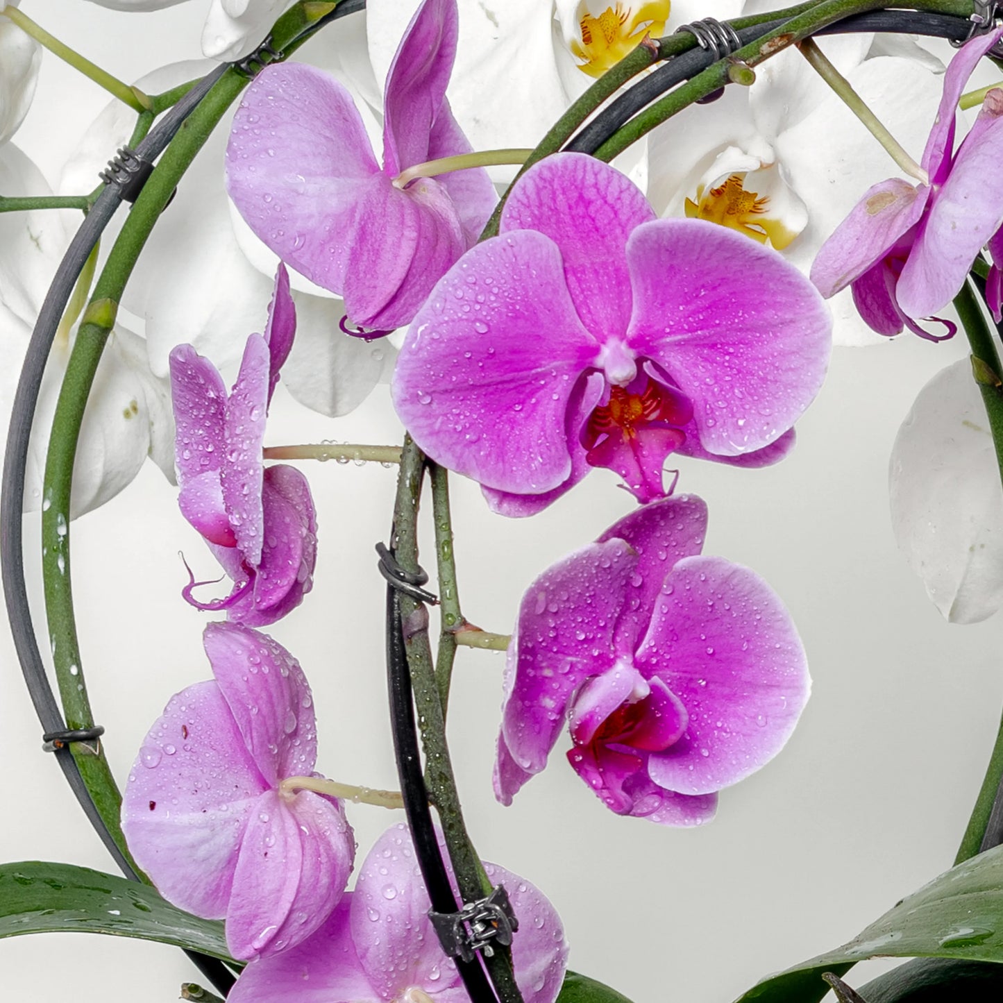 Phalaenopsis Cascade