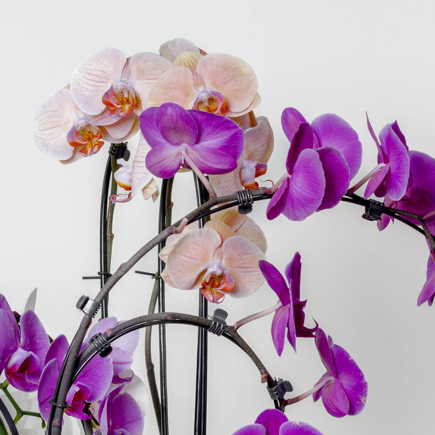 Phalaenopsis Cascade