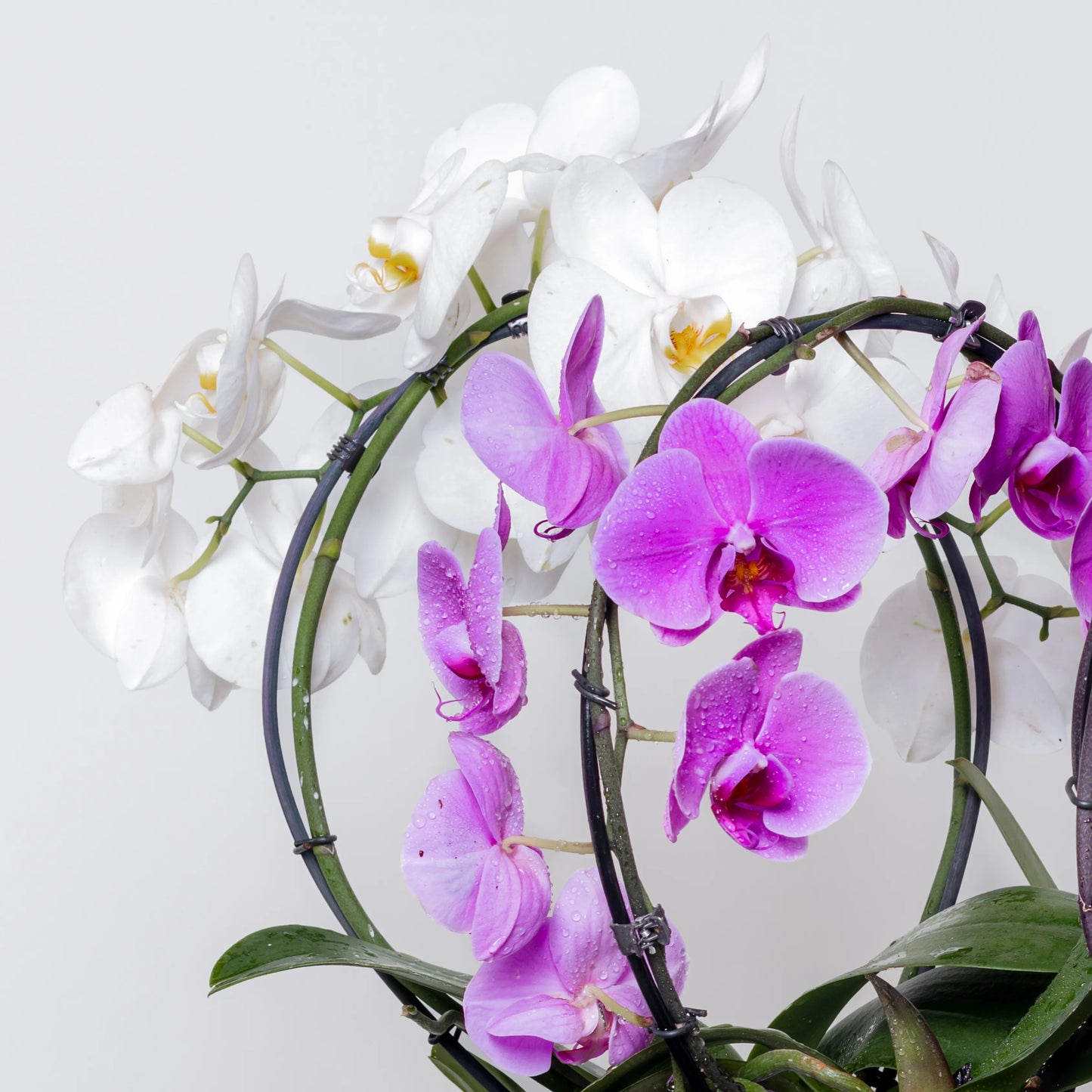 Phalaenopsis Cascade