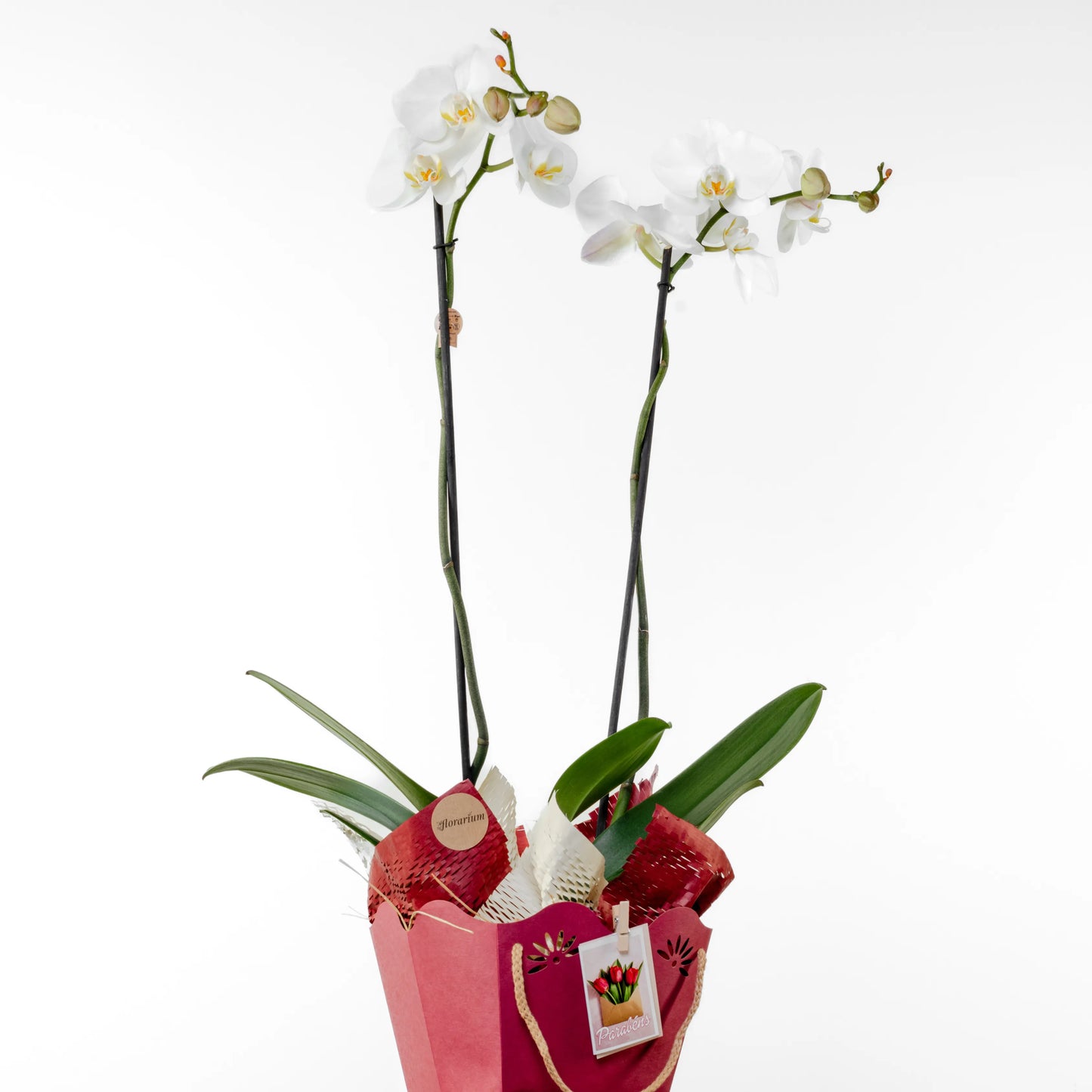 Phalaenopsis