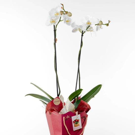 Phalaenopsis
