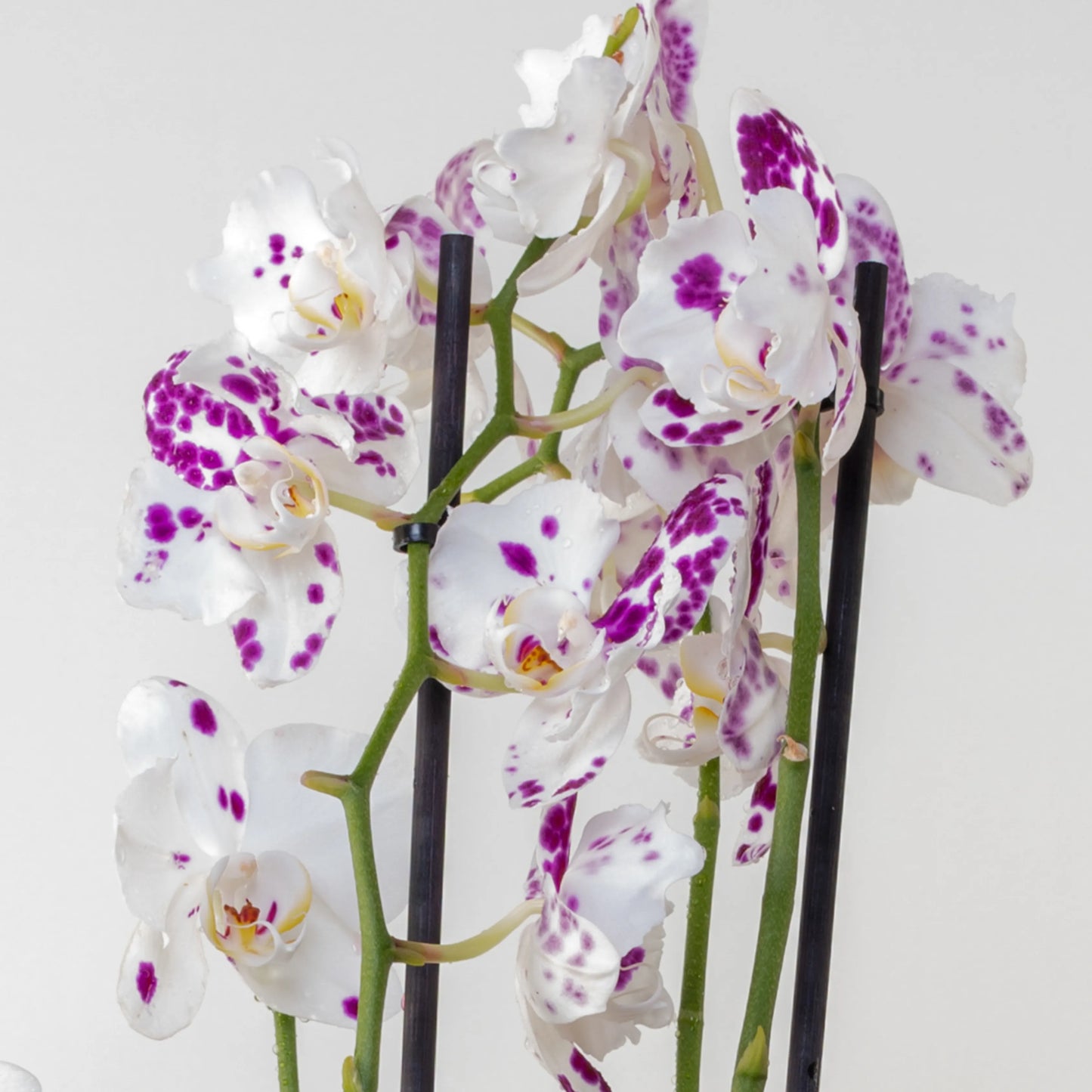 Phalaenopsis