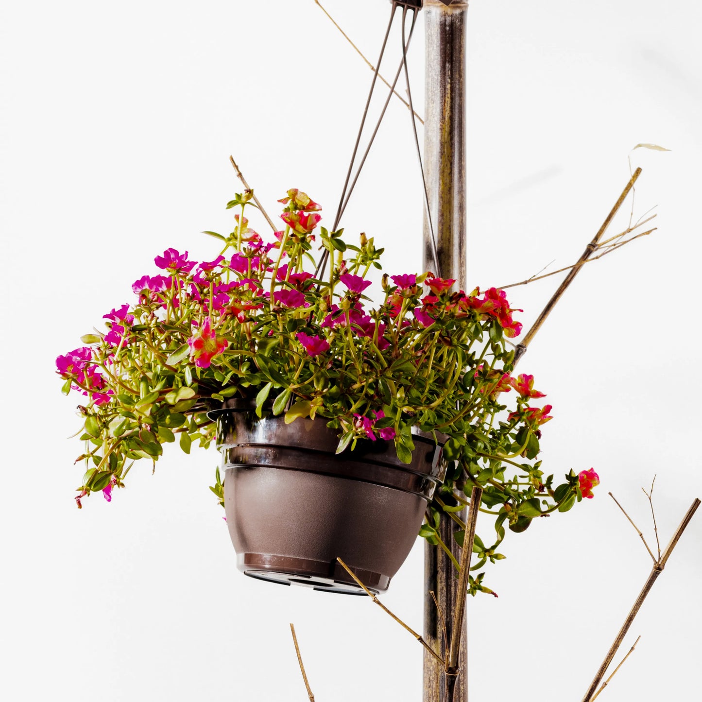 Portulaca Umbraticola