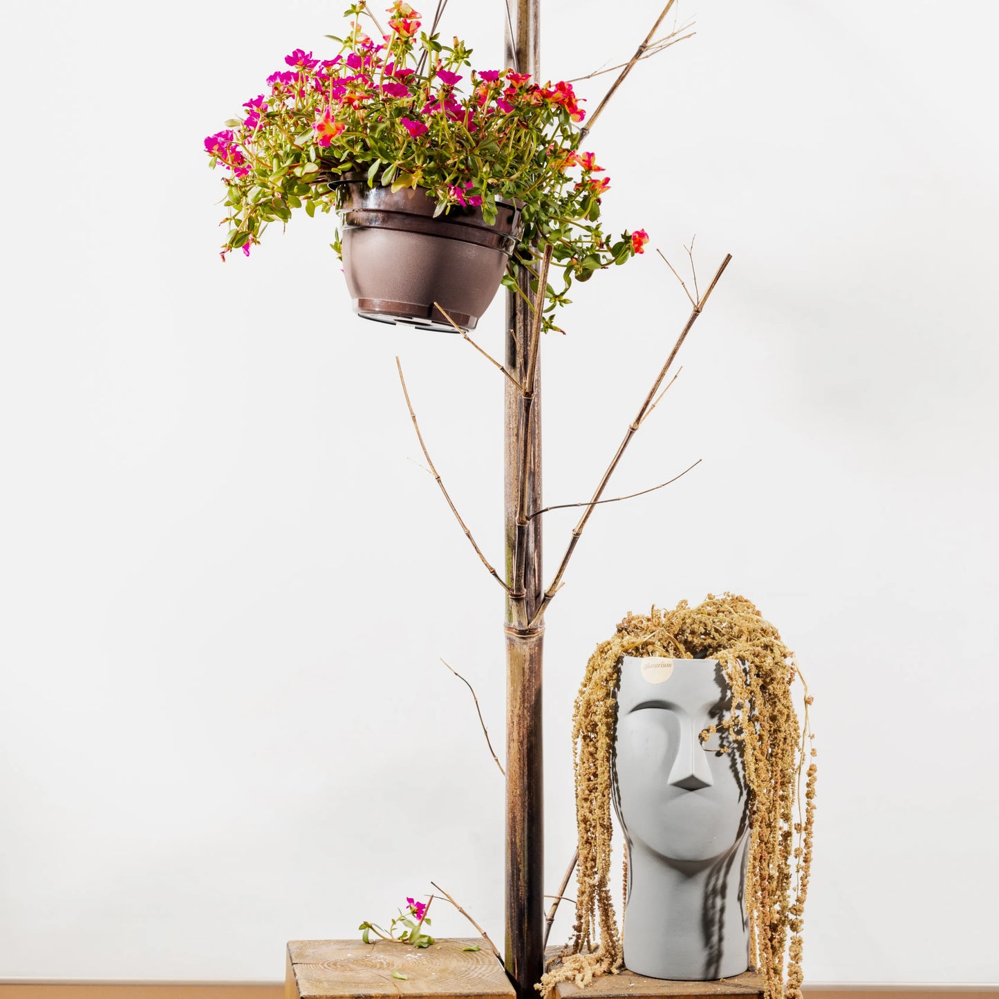 Portulaca Umbraticola