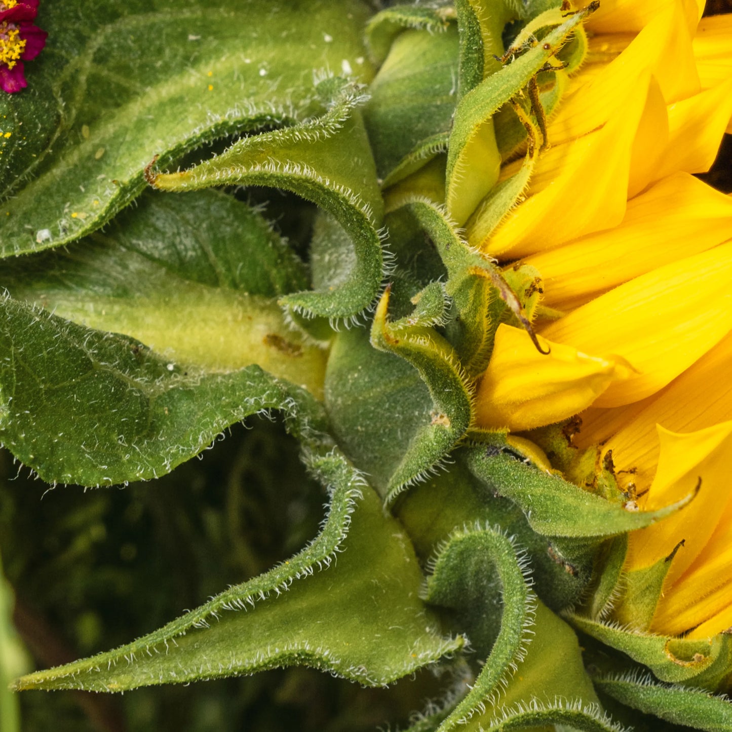 Ramo "Aroma dos Campos"