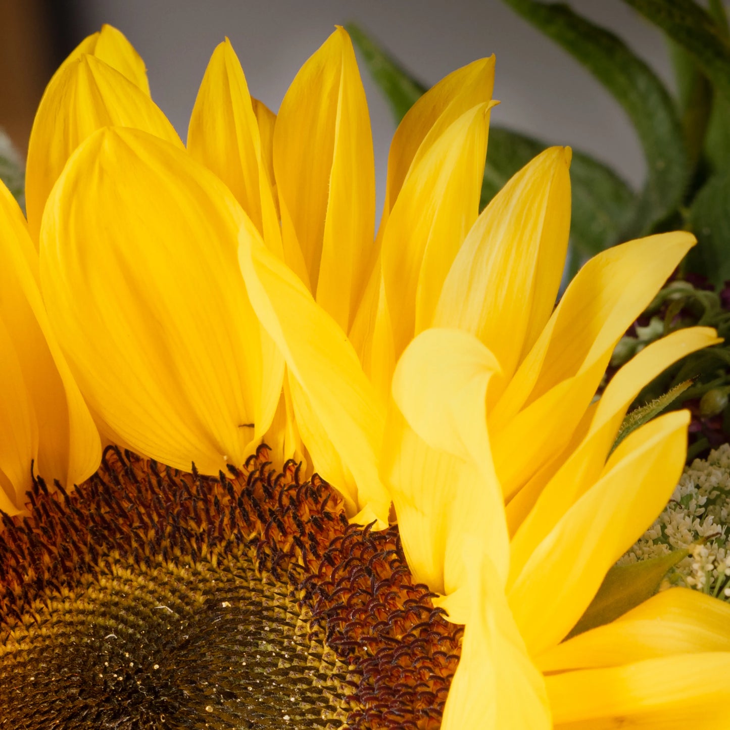 Ramo "Aroma dos Campos"