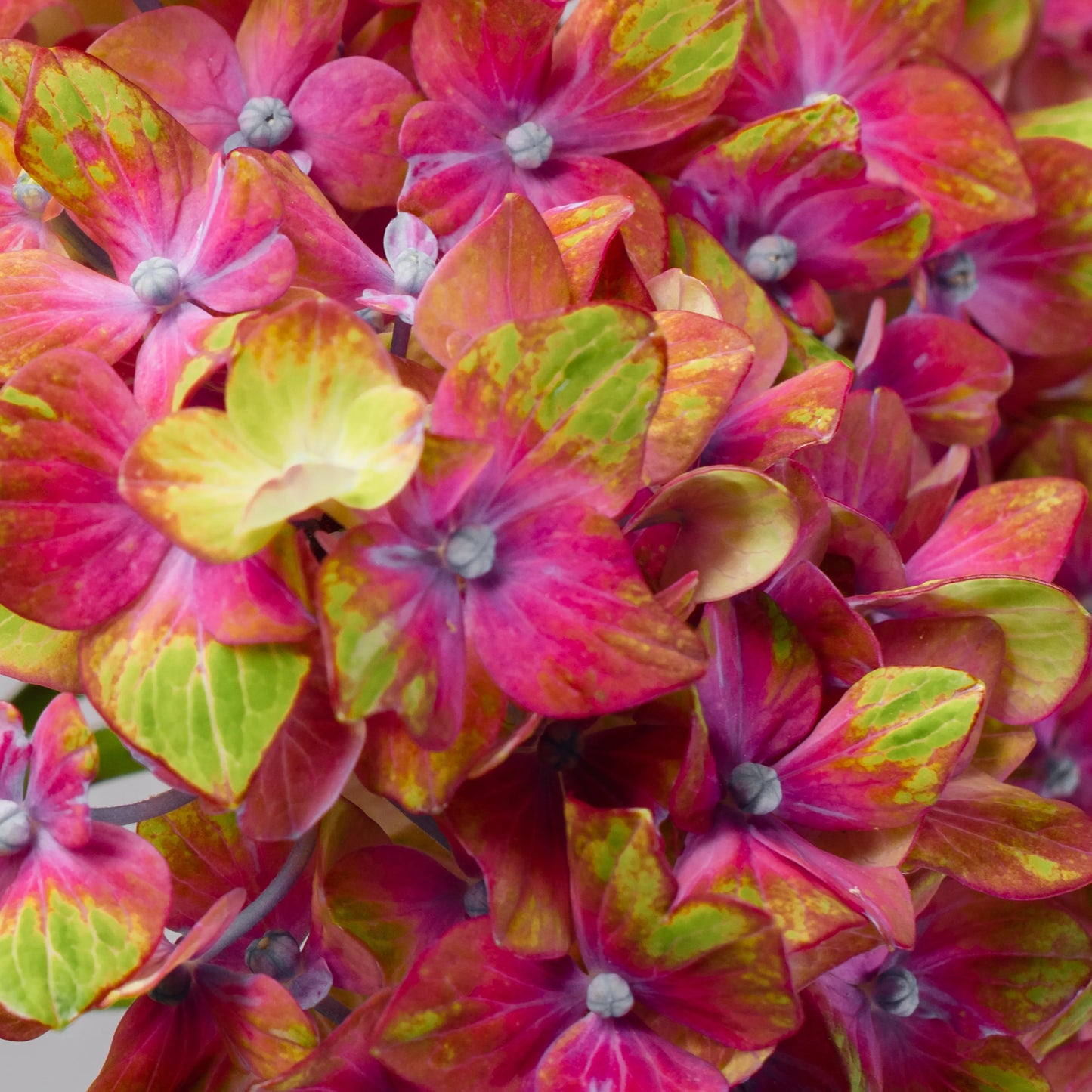 Ramo "Beleza Simples"