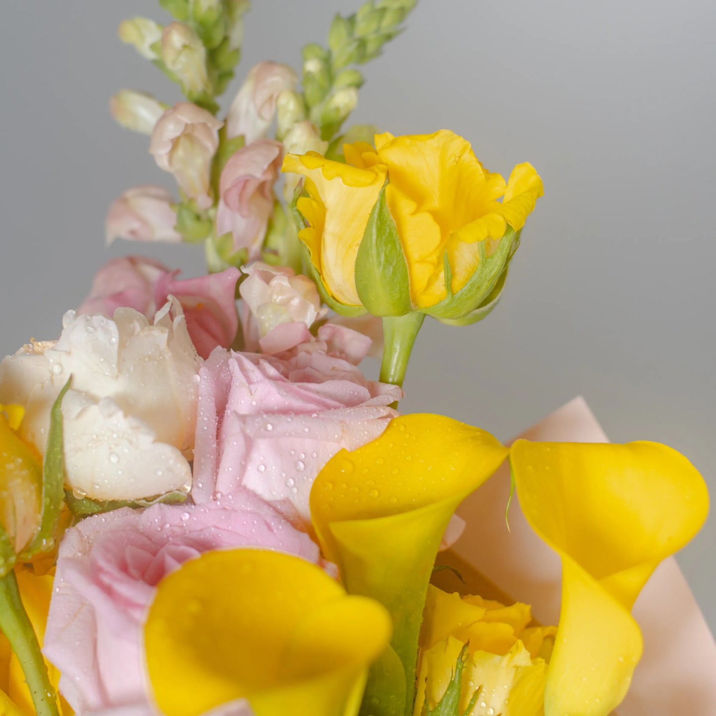 Ramo "Cores do Pôr-do-Sol"