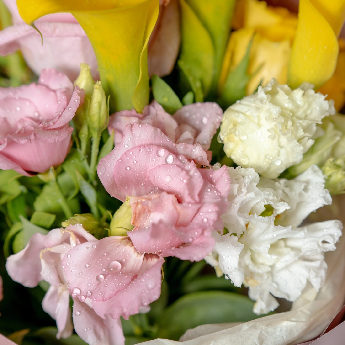 Ramo "Cores do Pôr-do-Sol"