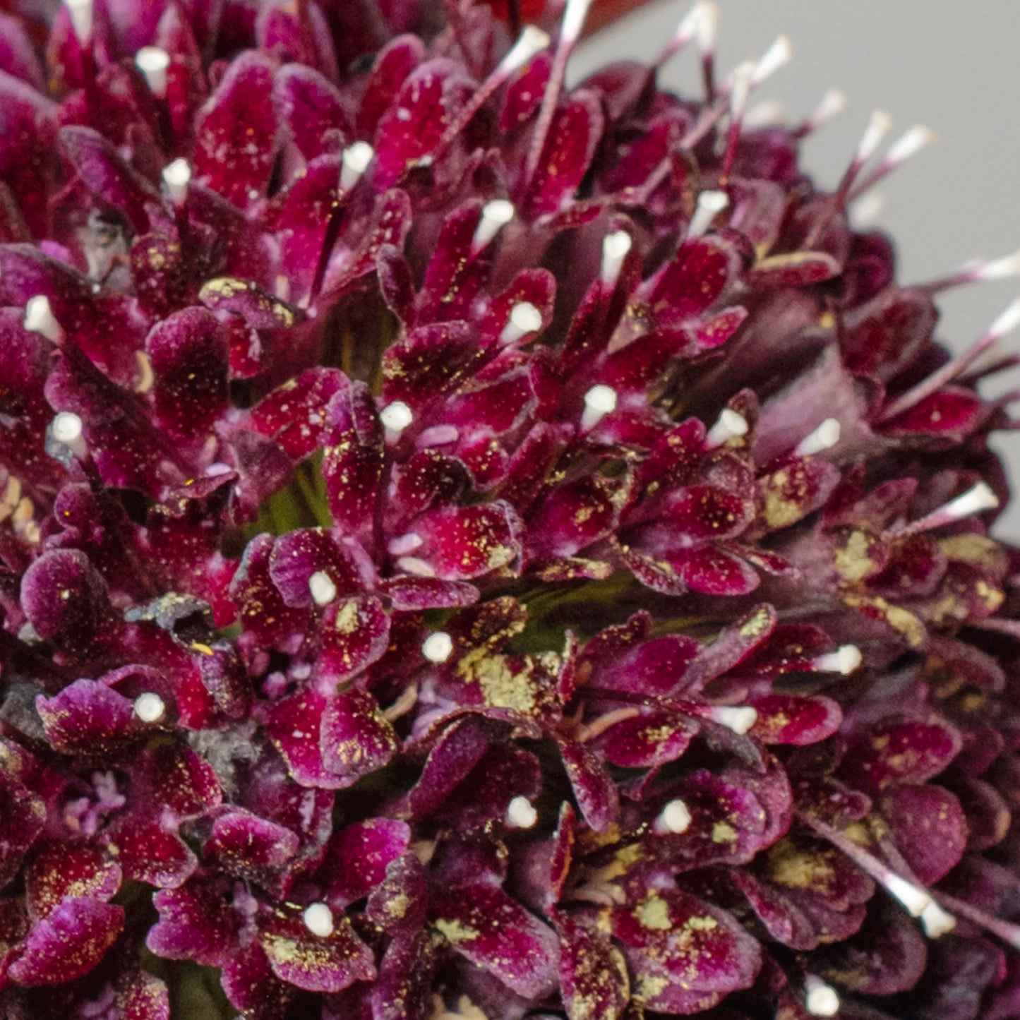 Ramo "Emoções Coloridas"