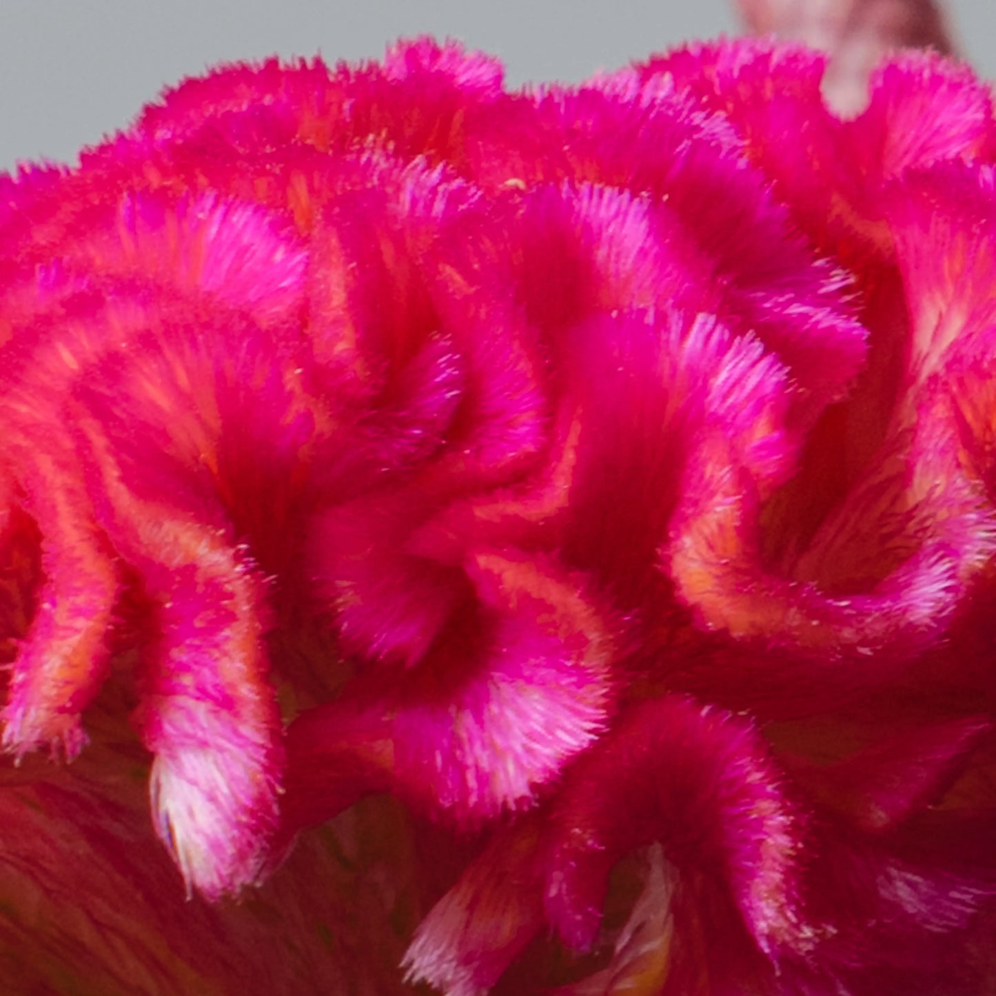 Ramo "Emoções Coloridas"