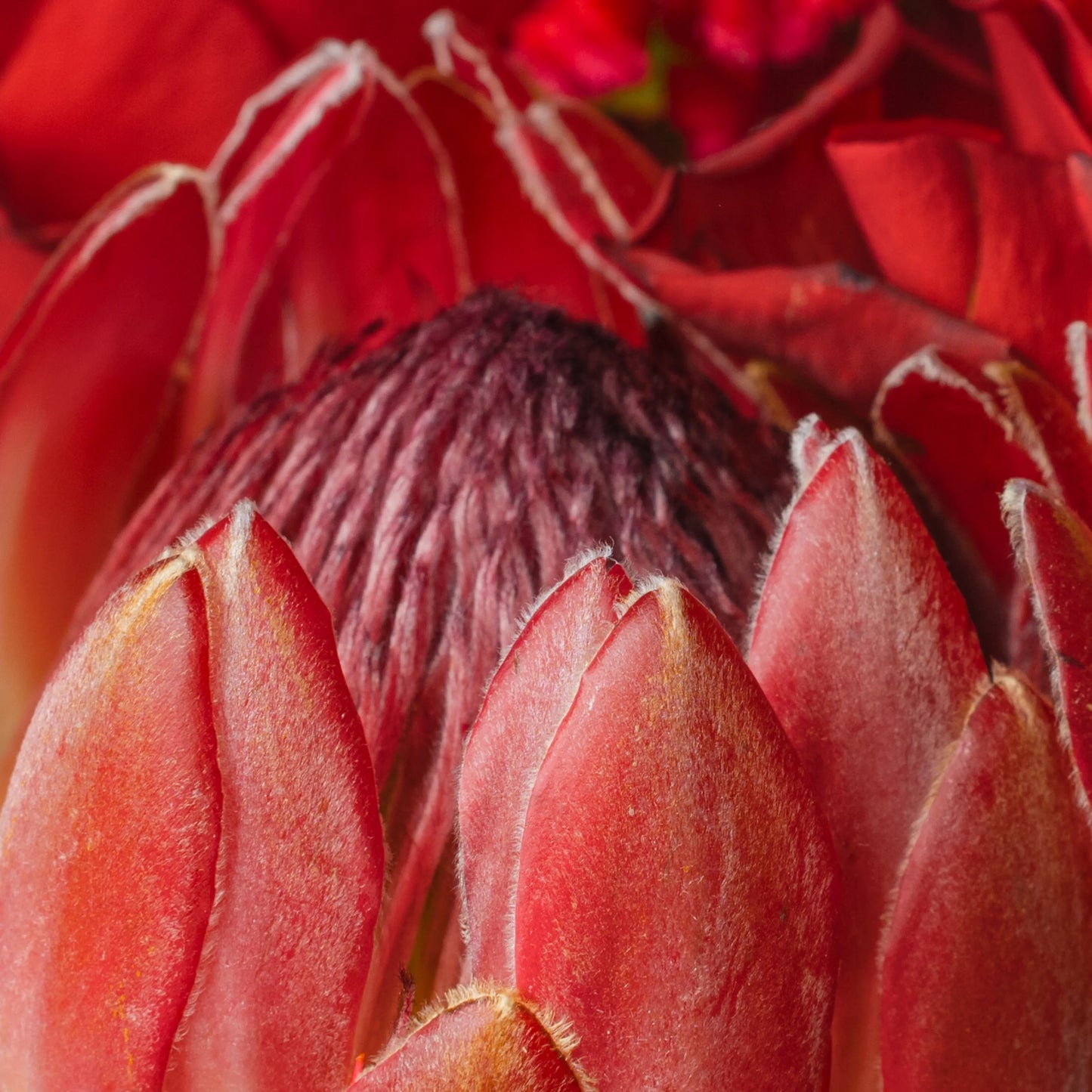 Ramo "Emoções Coloridas"