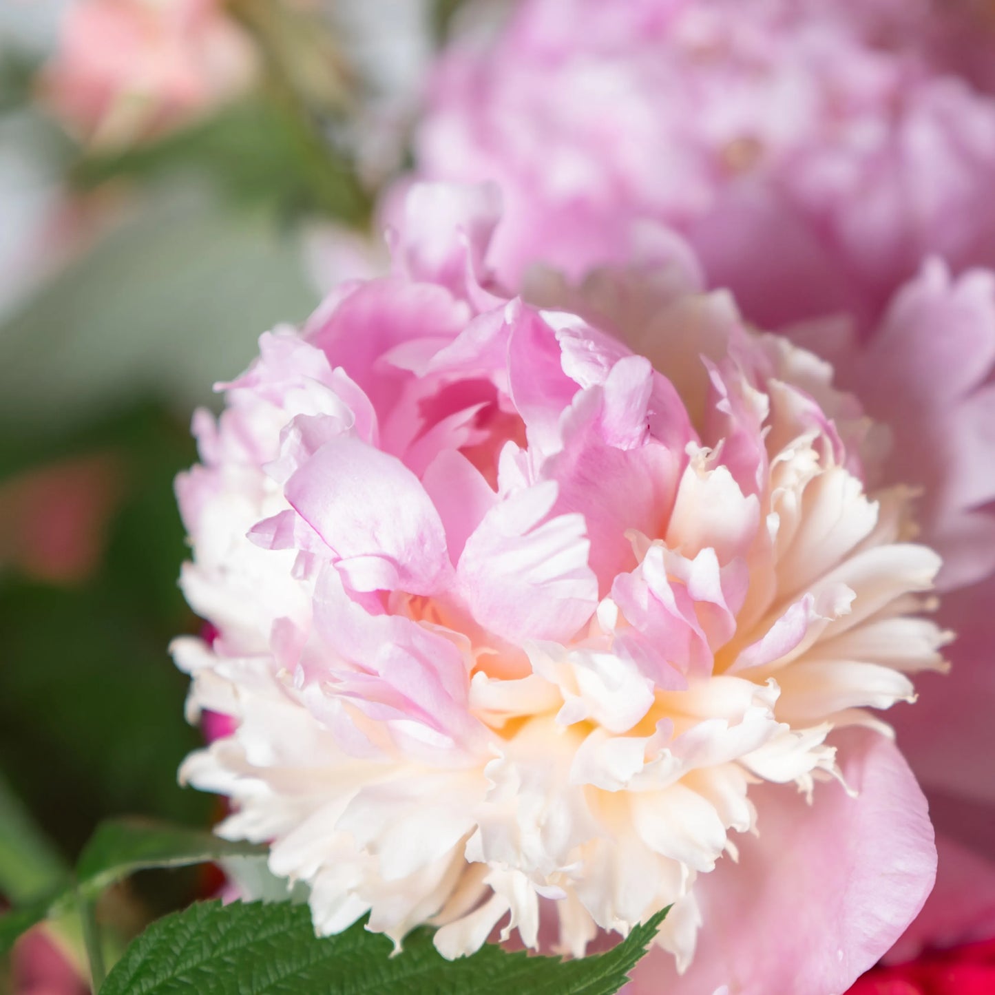 Ramo "Encanto do Jardim"