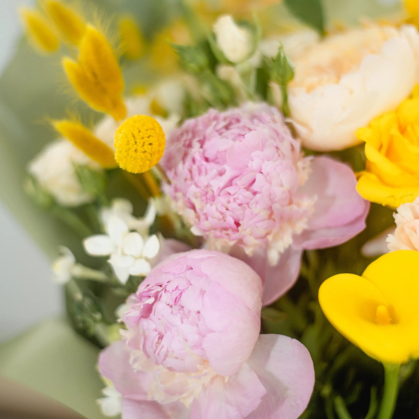 Ramo "Energia da Manhã Ensolarada"