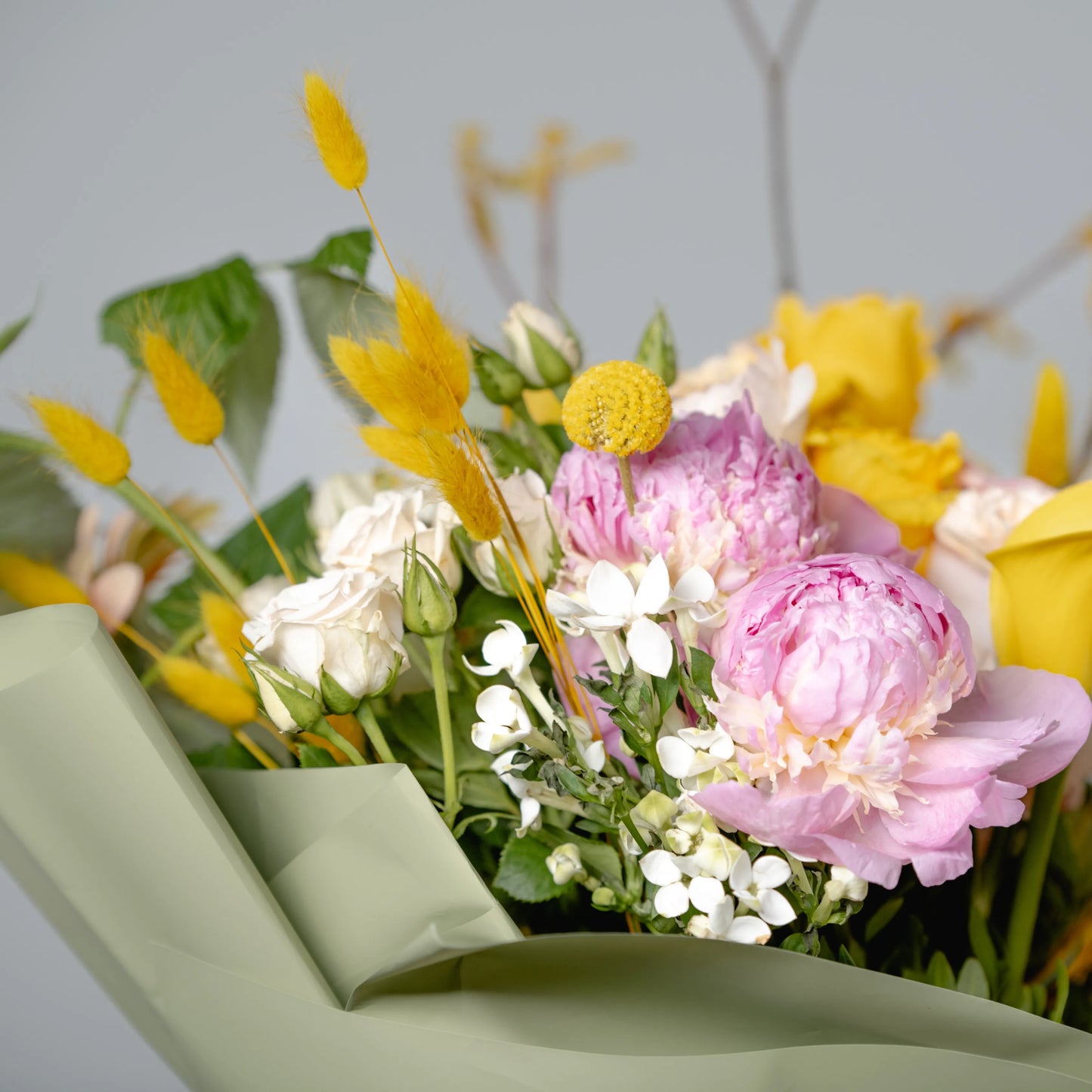 Ramo "Energia da Manhã Ensolarada"